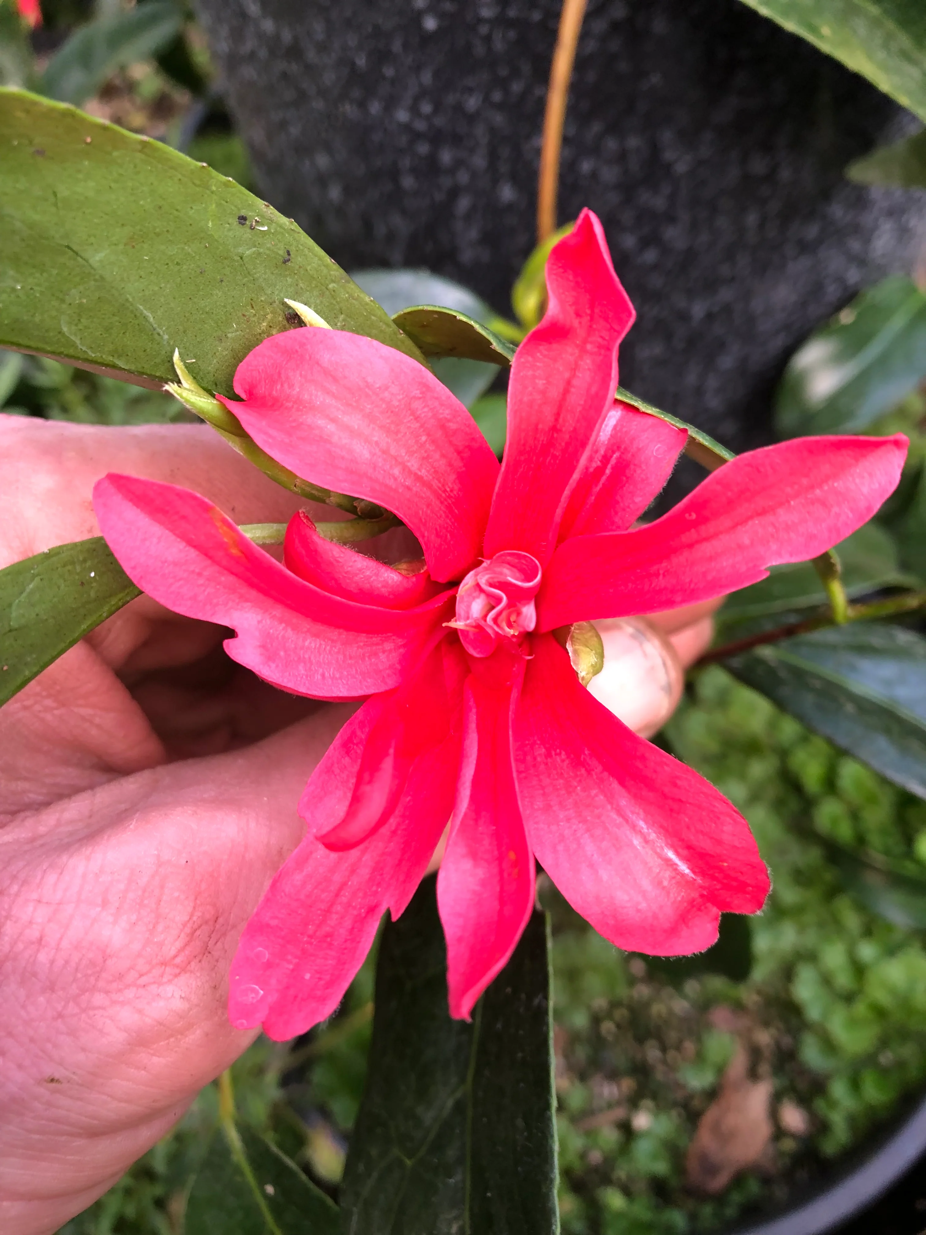 *RETAIL - Camellia japonica 'Kujaku Tsubaki' - Image 3