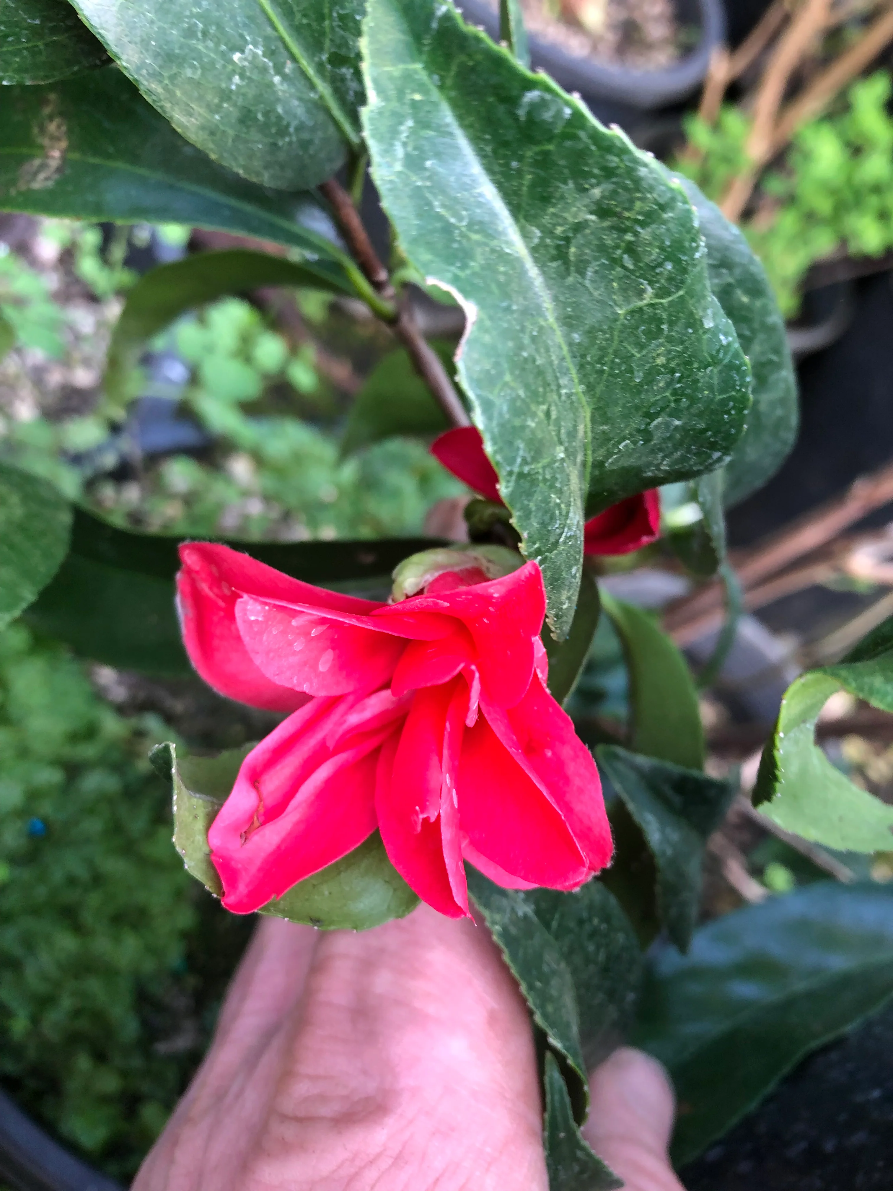 *RETAIL - Camellia japonica 'Kujaku Tsubaki' - Image 4