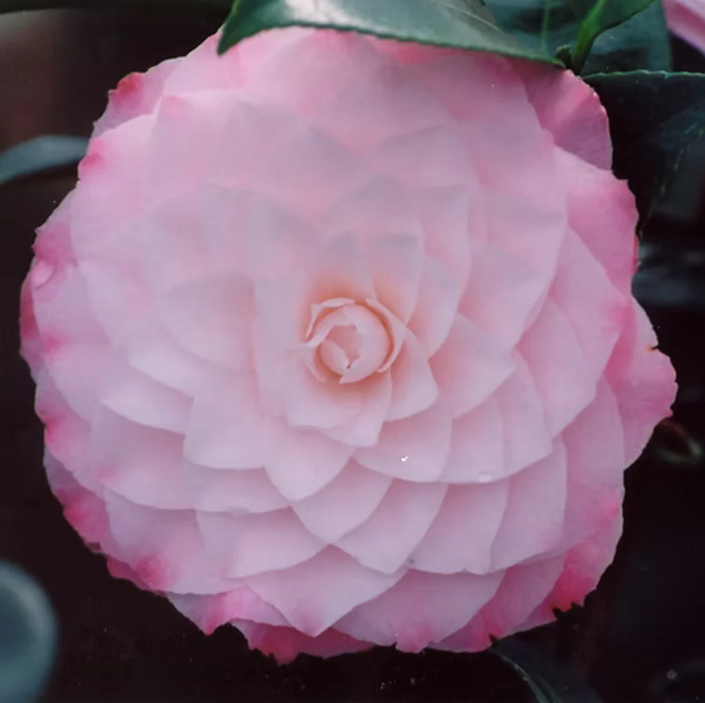 *RETAIL - Camellia japonica 'Nuccio's Pearl'
