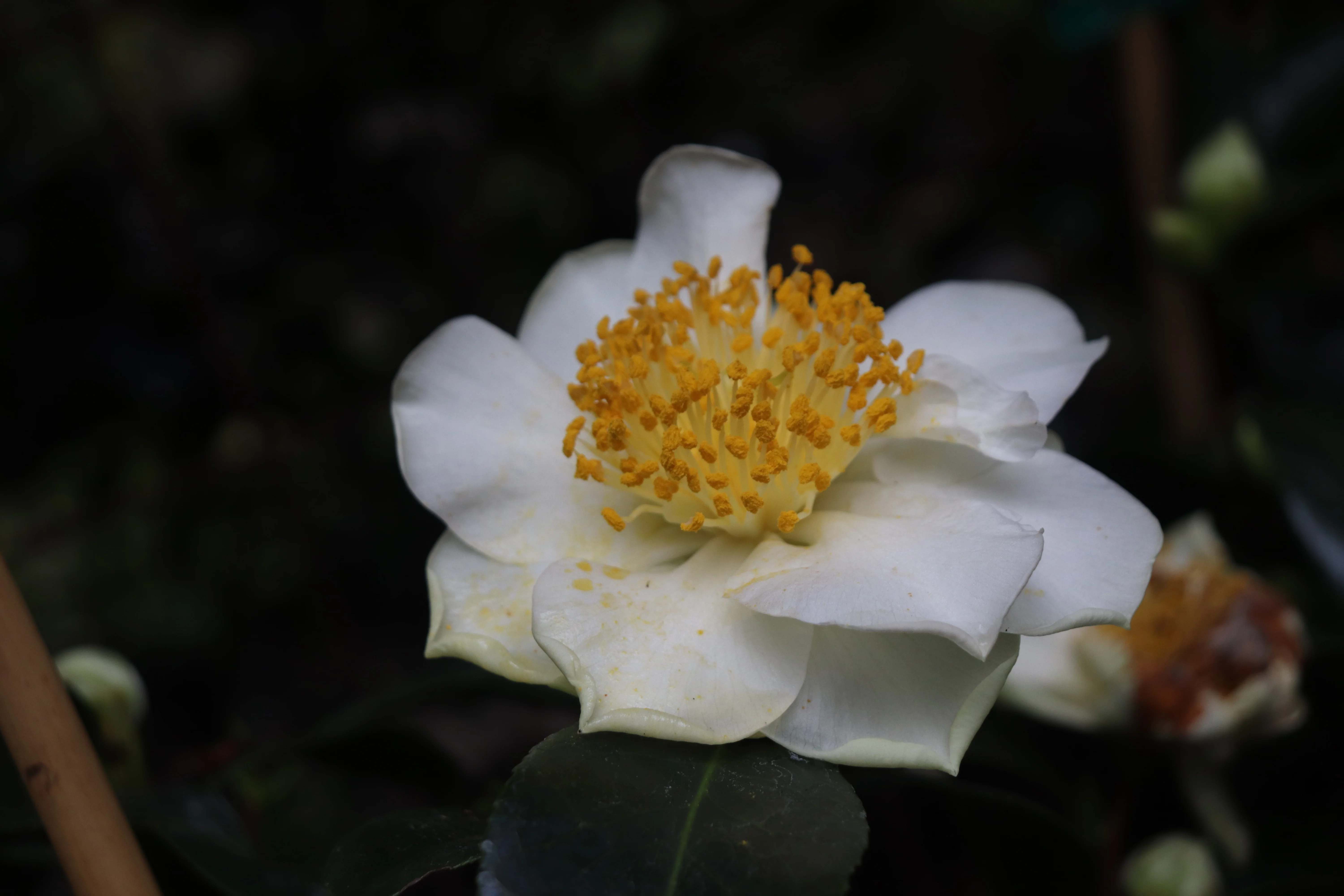 *RETAIL - Camellia japonica 'Silver Waves' - Image 2