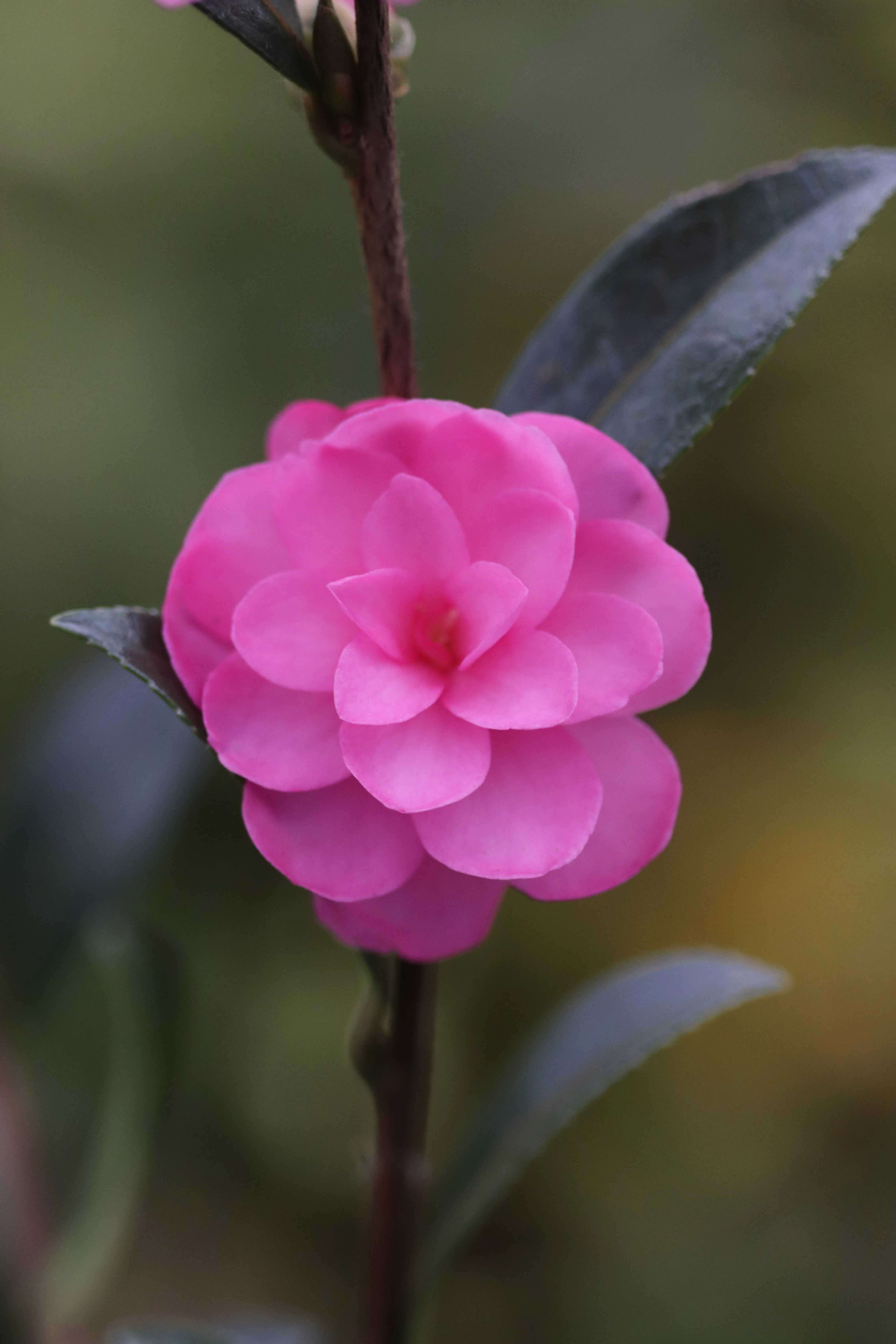 *RETAIL - Camellia sasanqua 'Lil Rose' - Image 2
