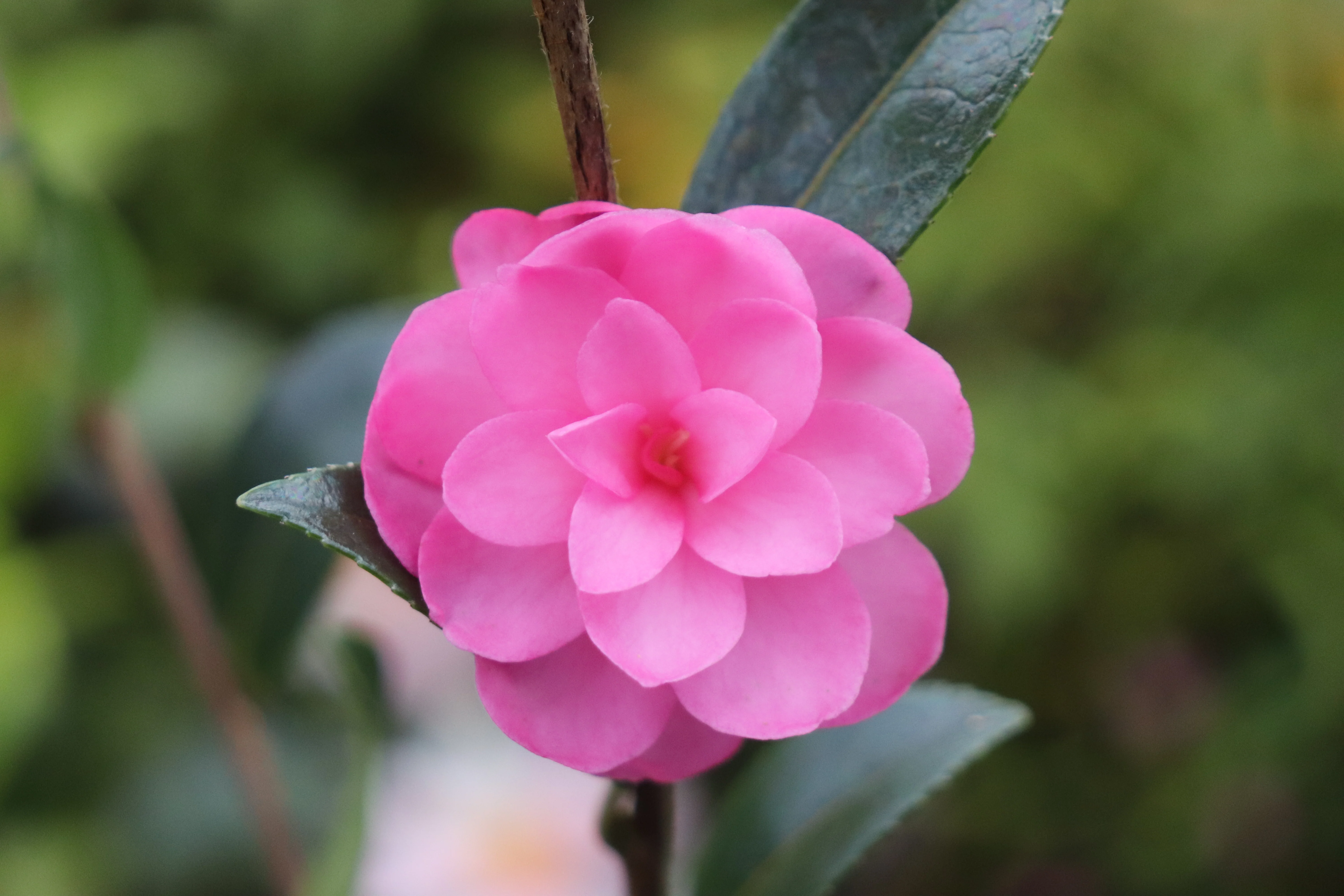 *RETAIL - Camellia sasanqua 'Lil Rose' - Image 3