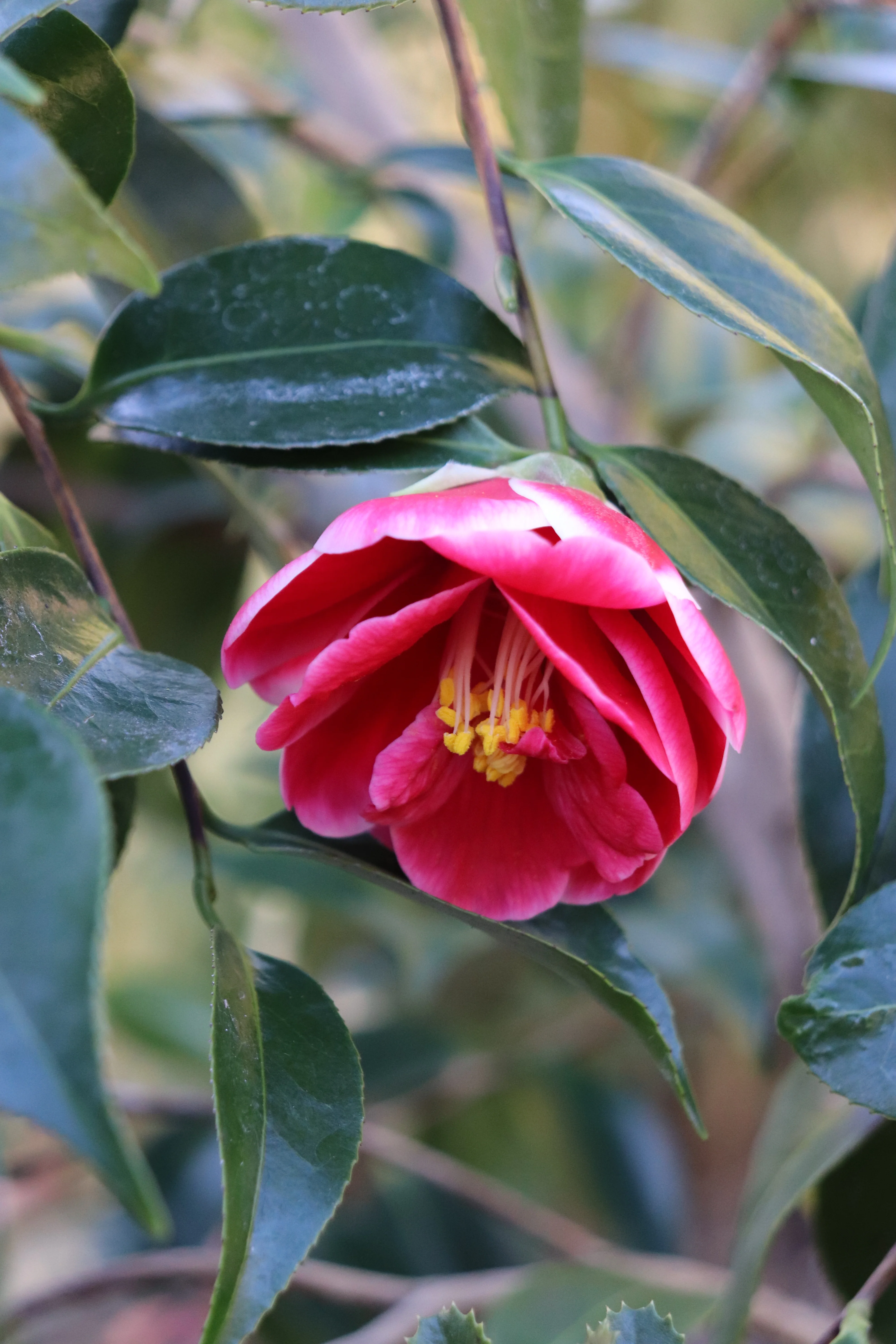*RETAIL - Camellia 'Tama Peacock' - Image 2