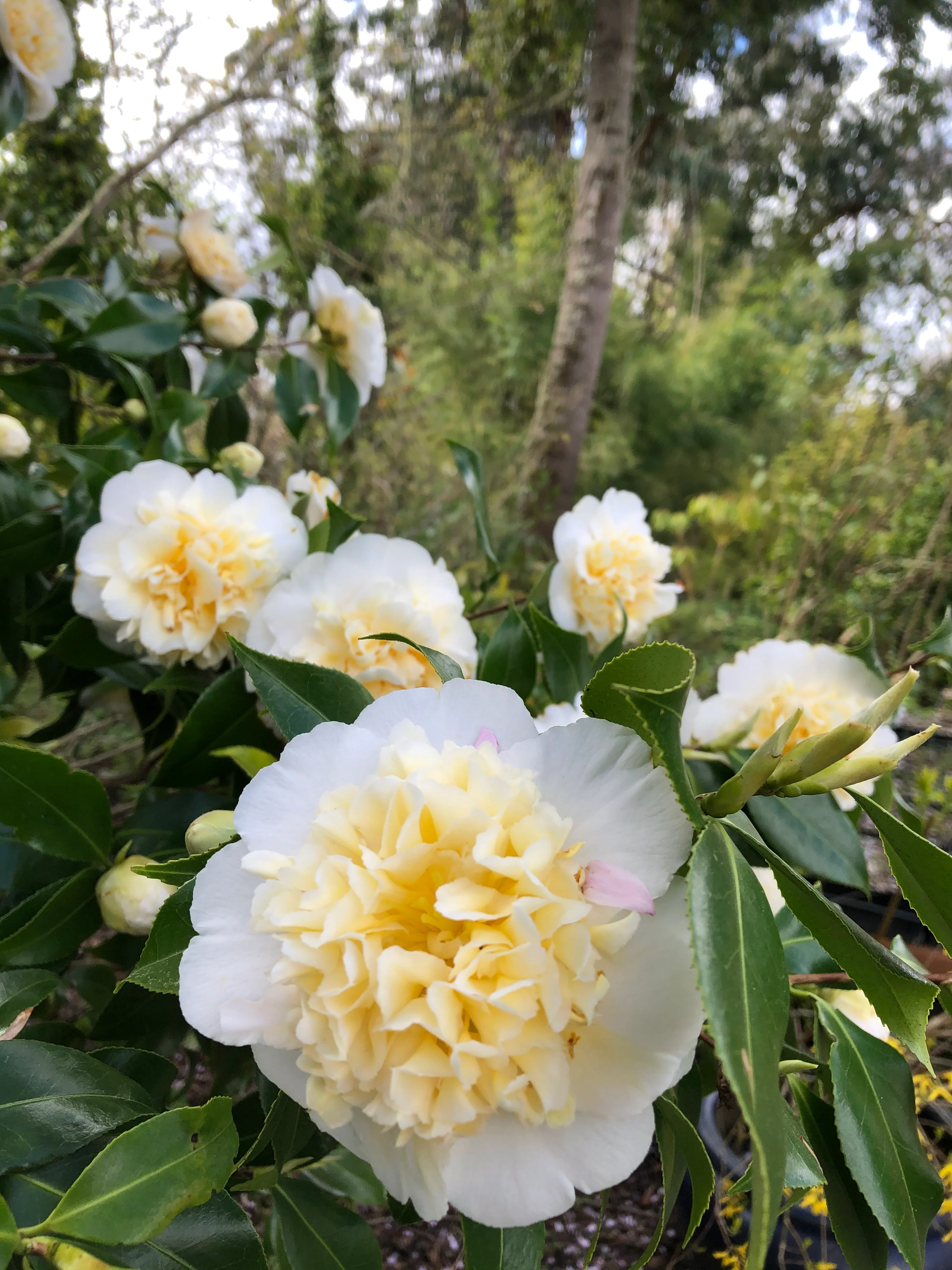 *RETAIL - Camellia x 'Buttermint' - Image 2