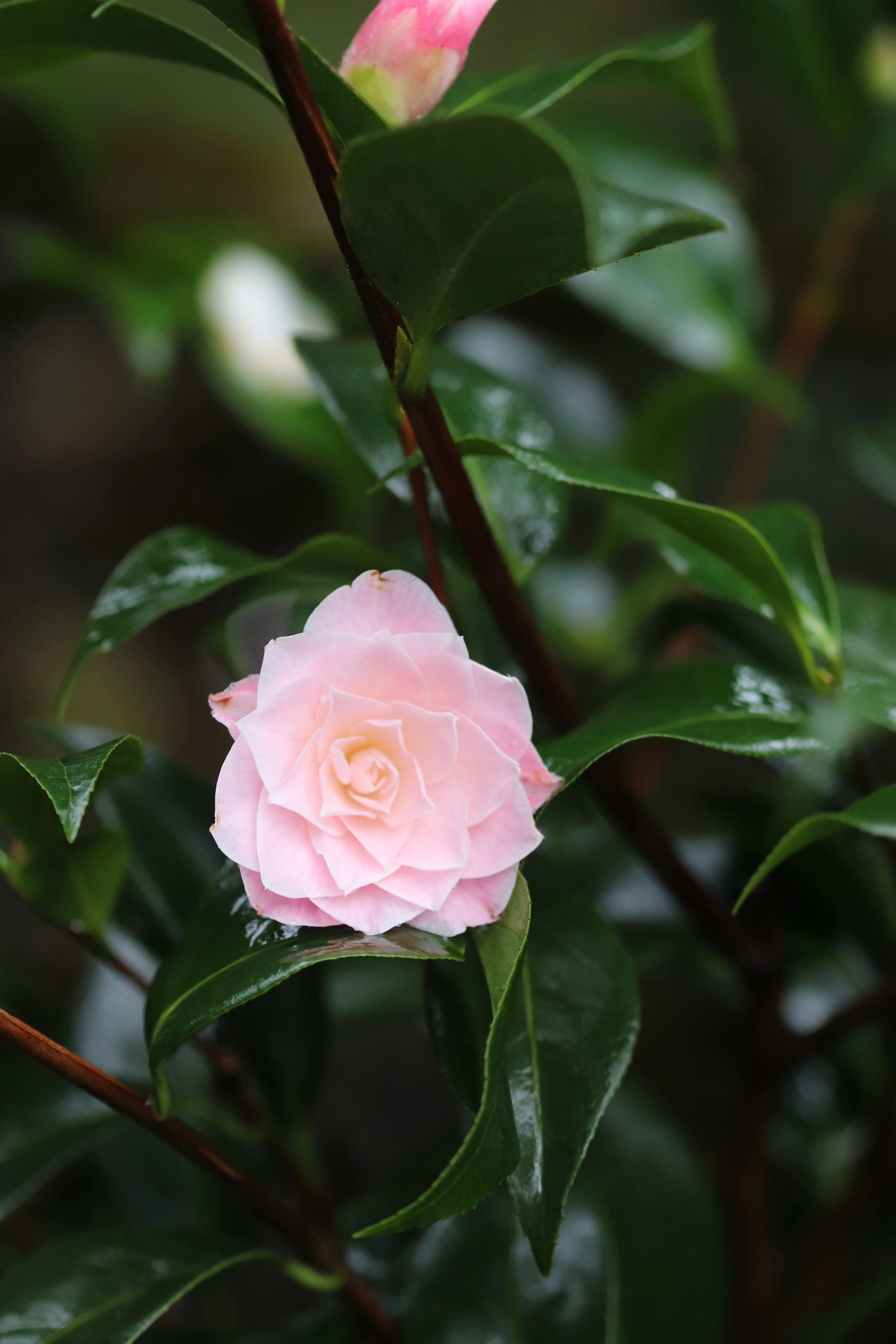 *RETAIL - Camellia x 'Buttons n Bows' - Image 2