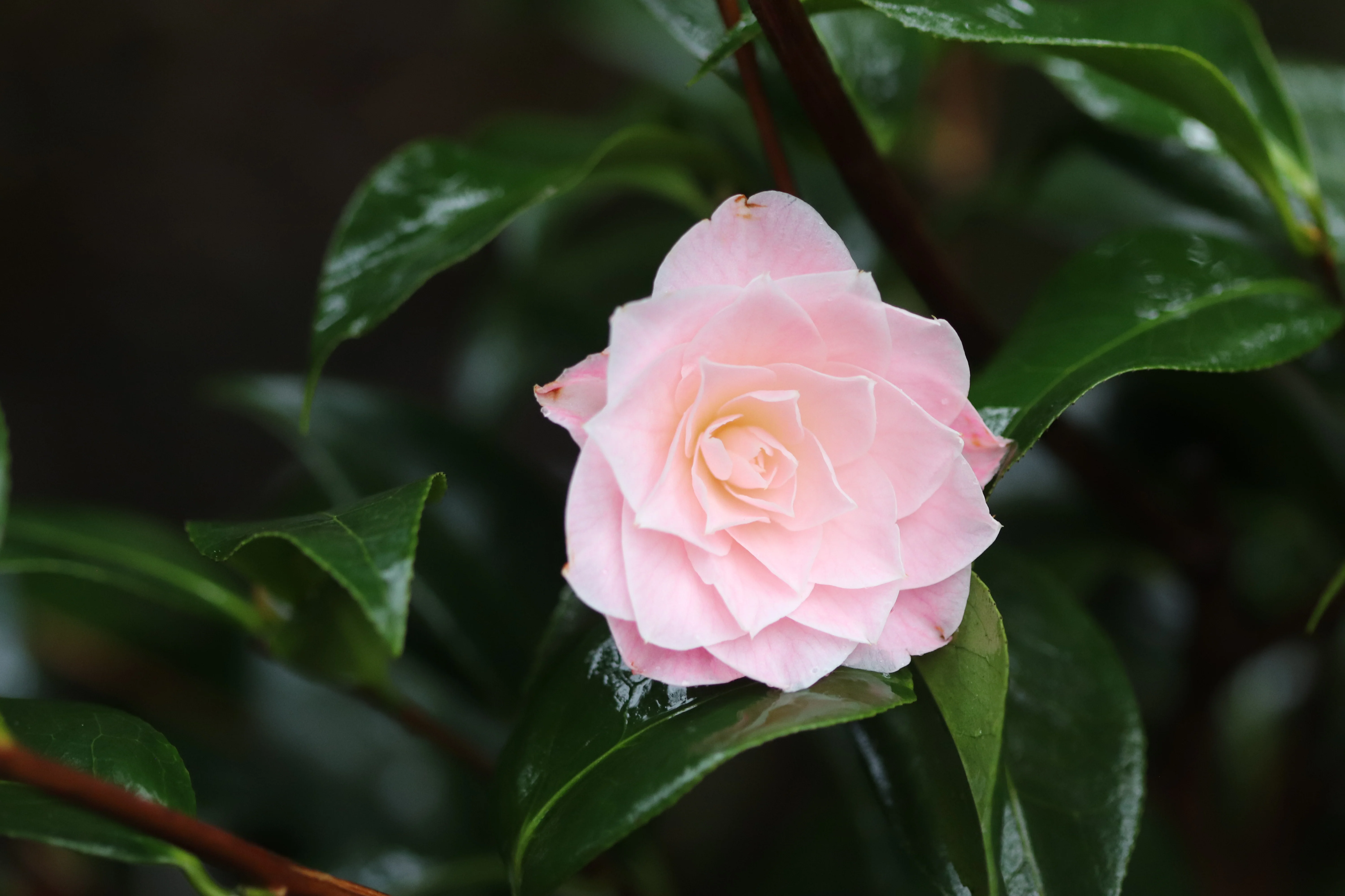 *RETAIL - Camellia x 'Buttons n Bows' - Image 3