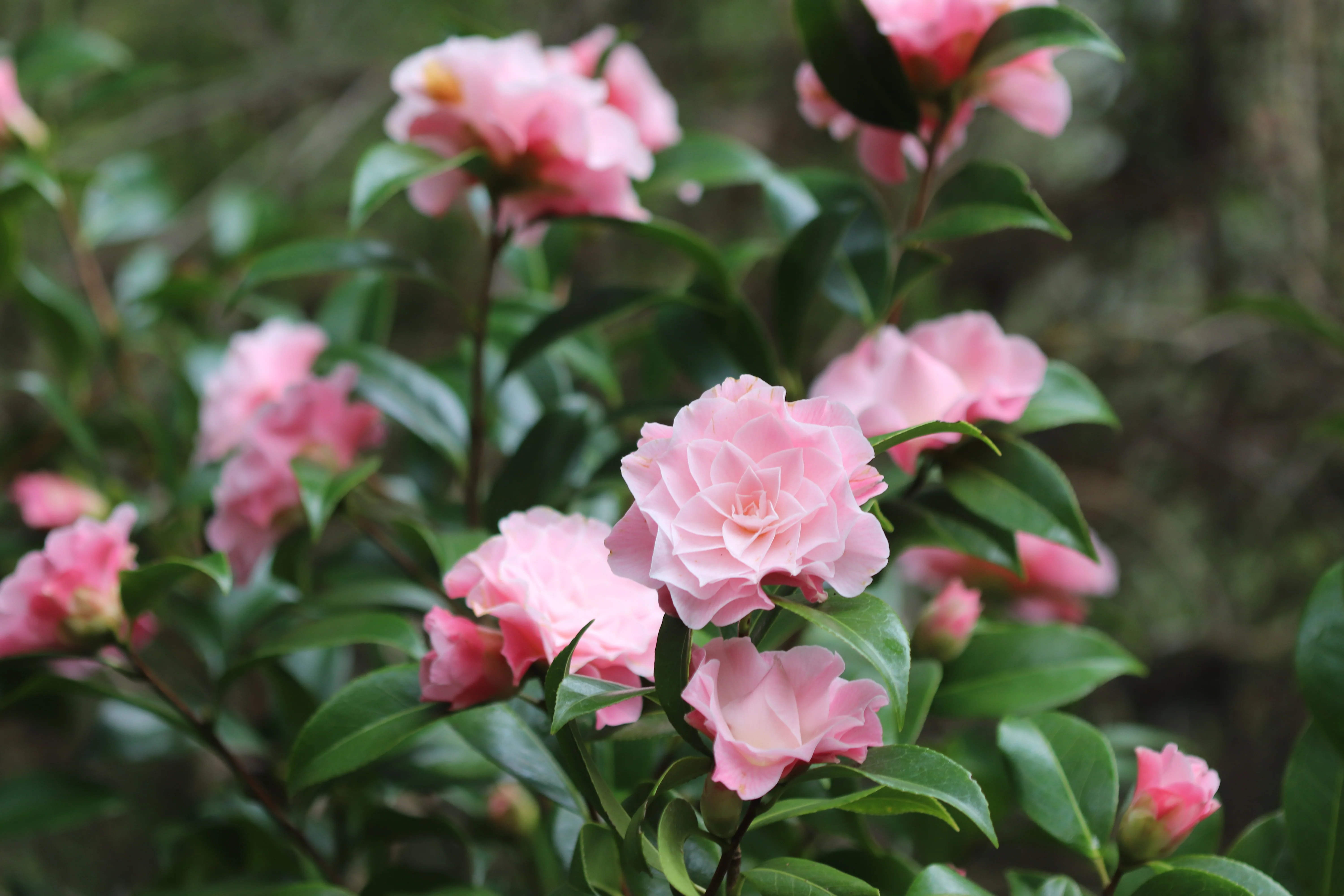 *RETAIL - Camellia x 'Buttons n Bows' - Image 4