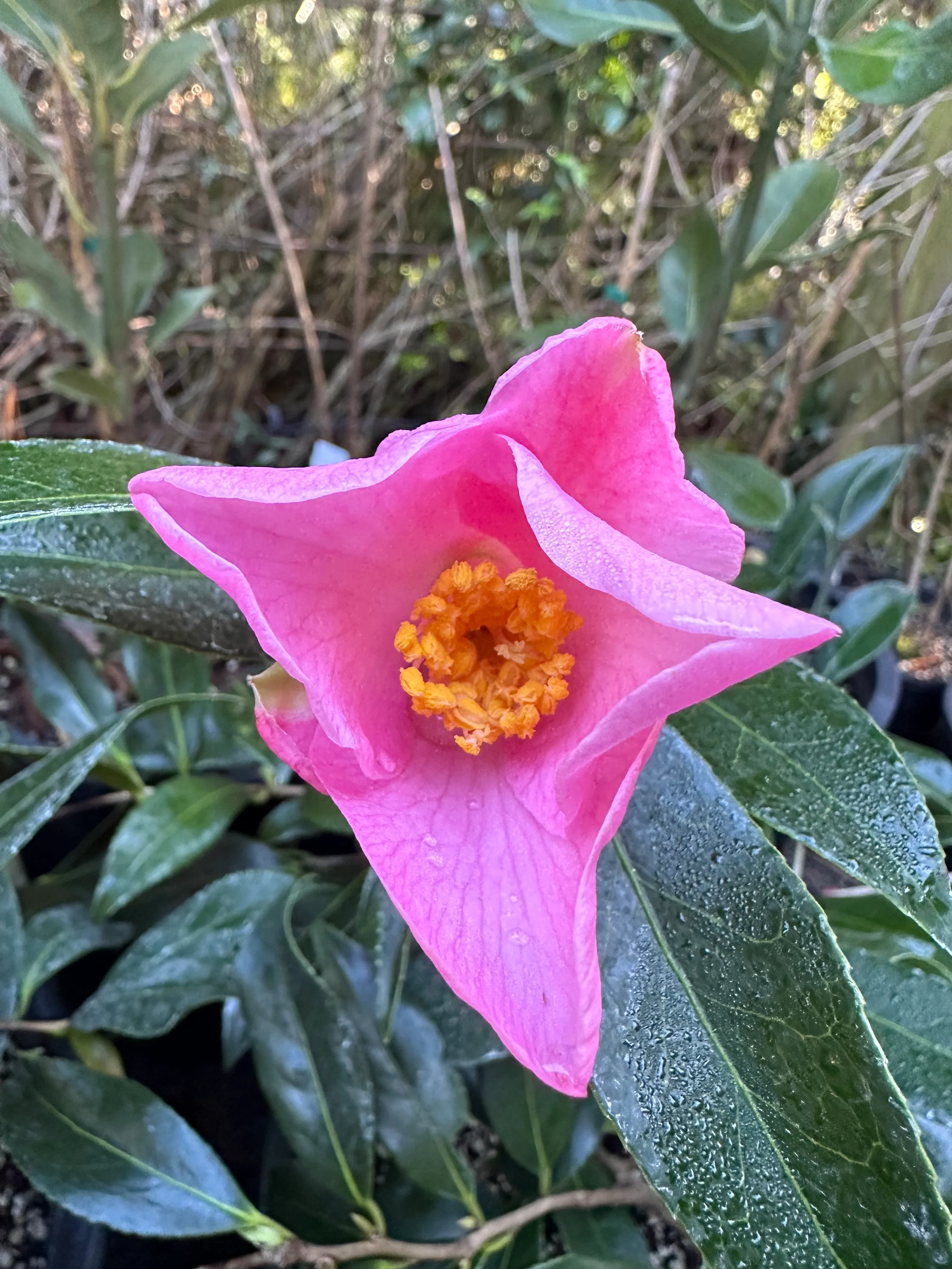 *RETAIL - Camellia x williamsii 'Holland Orchid' - Image 2