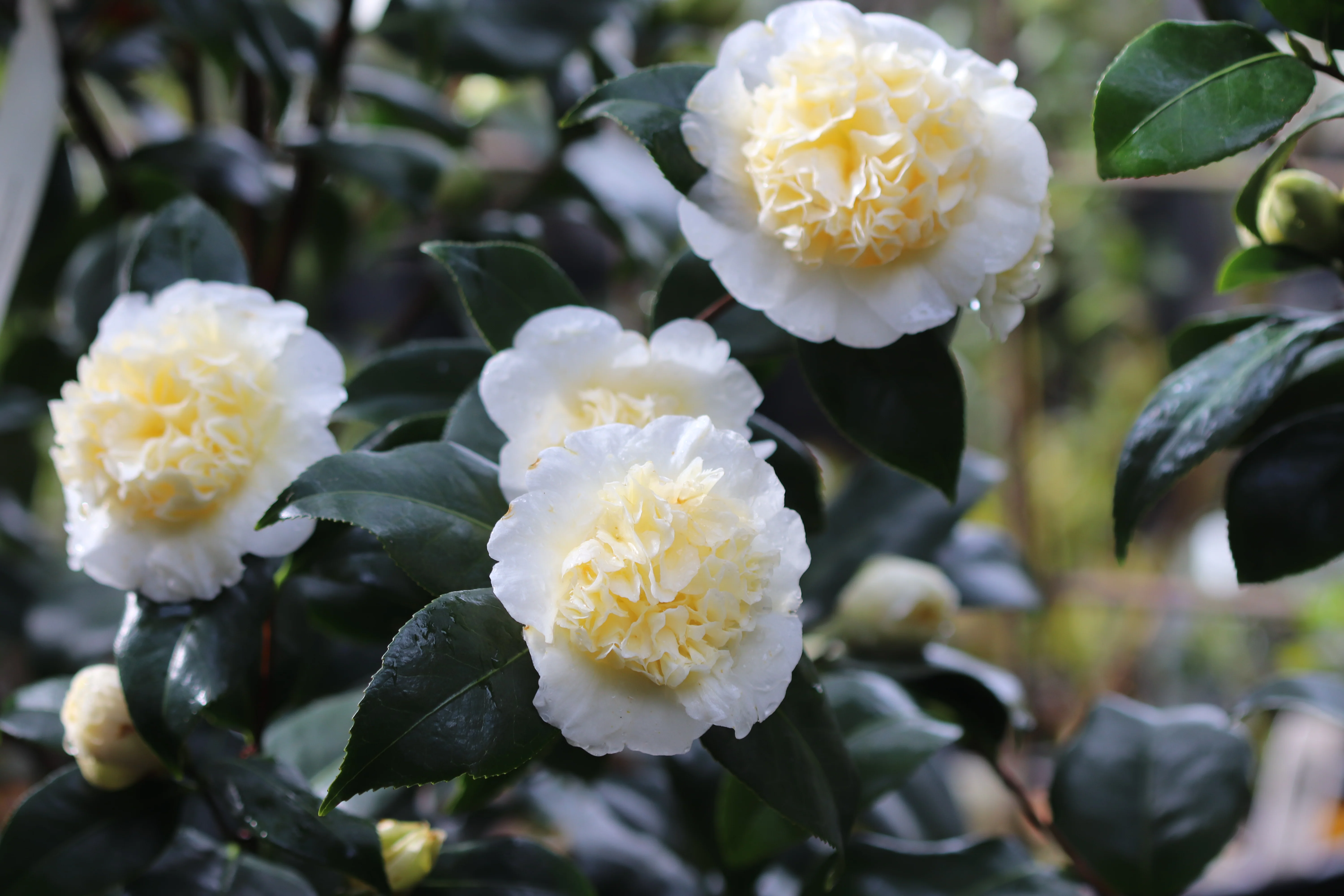*RETAIL - Camellia x williamsii 'Jury's Yellow' - Image 2