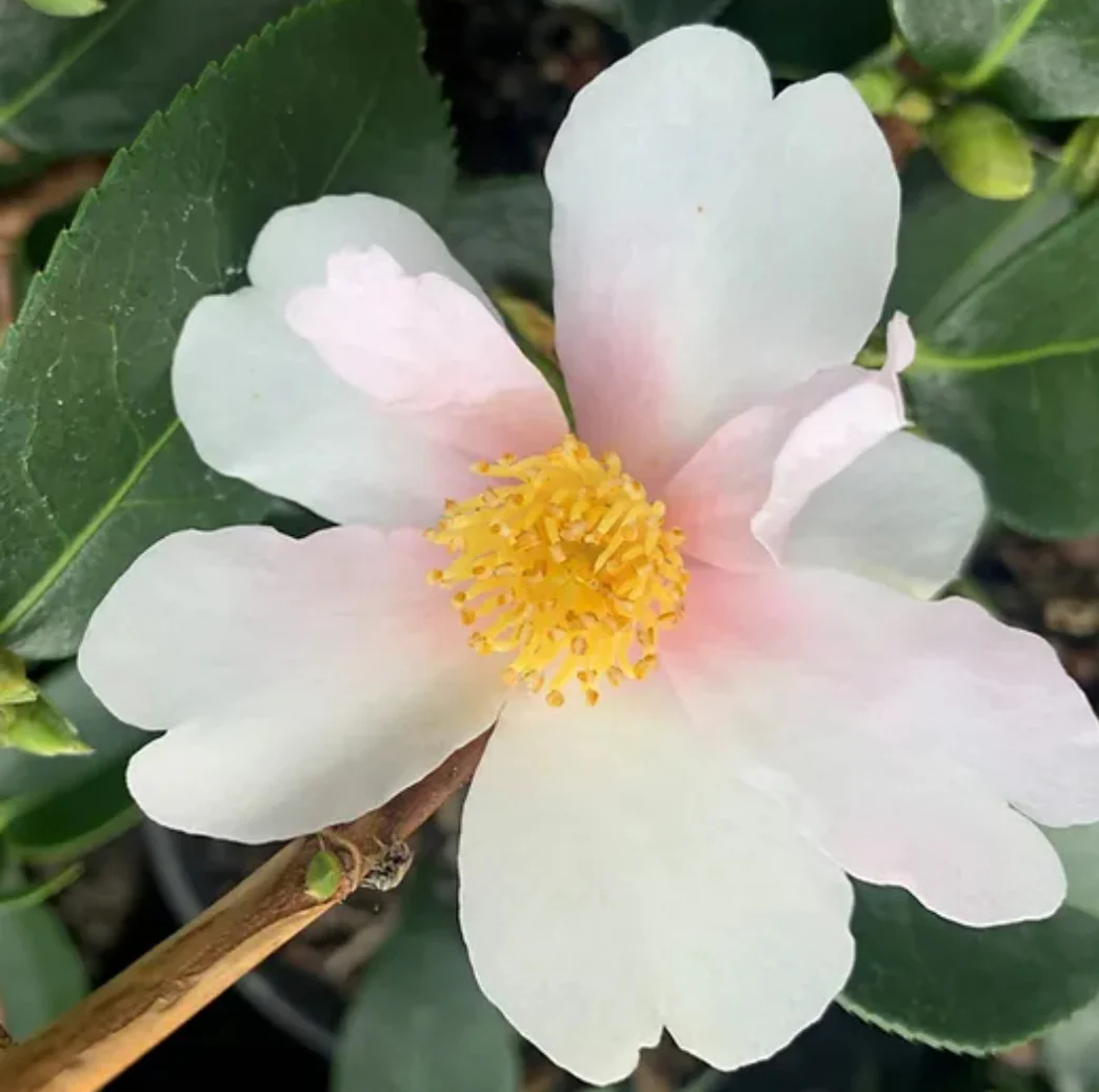 *RETAIL - Camellia x 'Yume' - Image 2