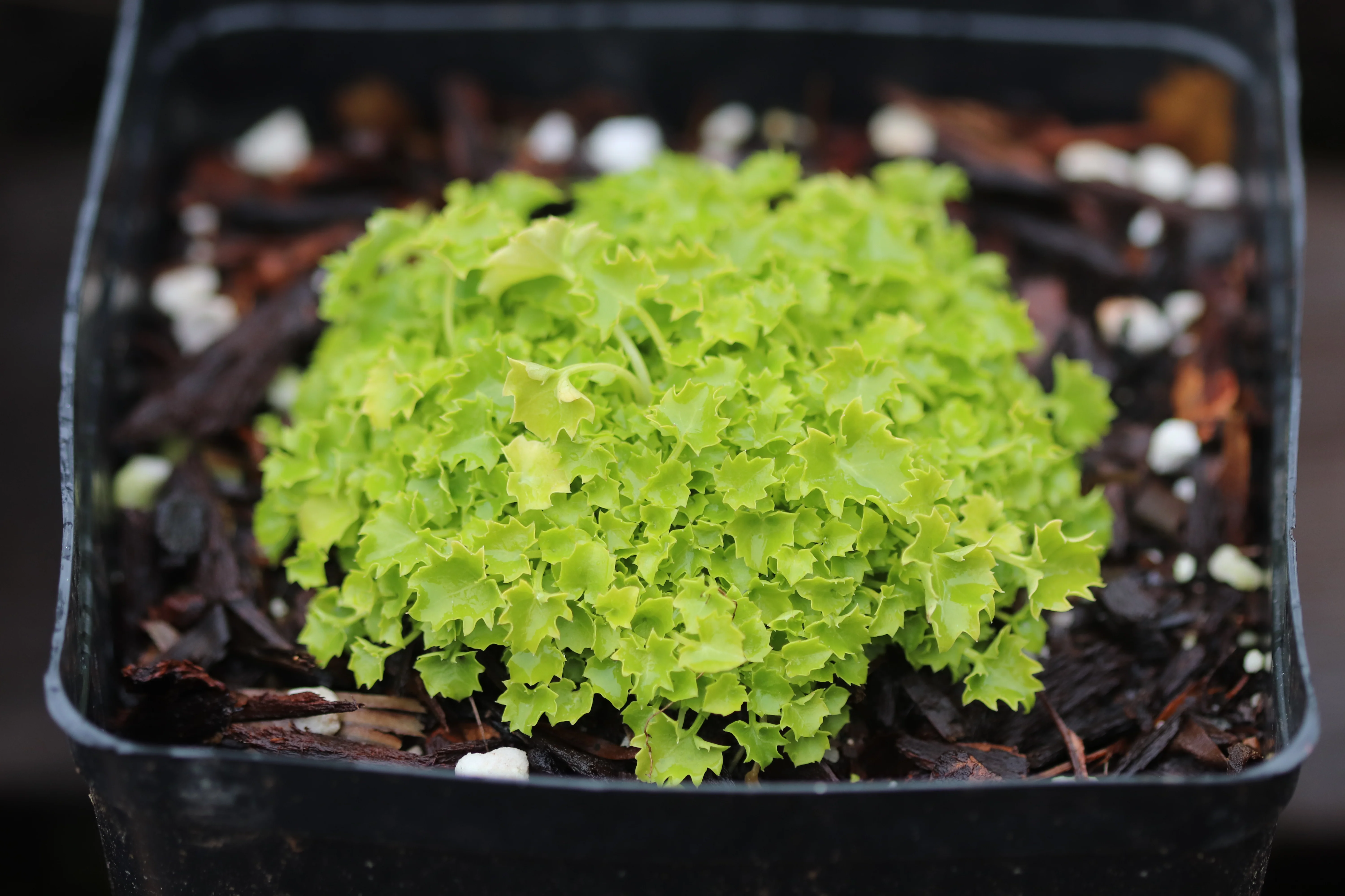 *RETAIL - Campanula garganica 'Dicksons Gold'