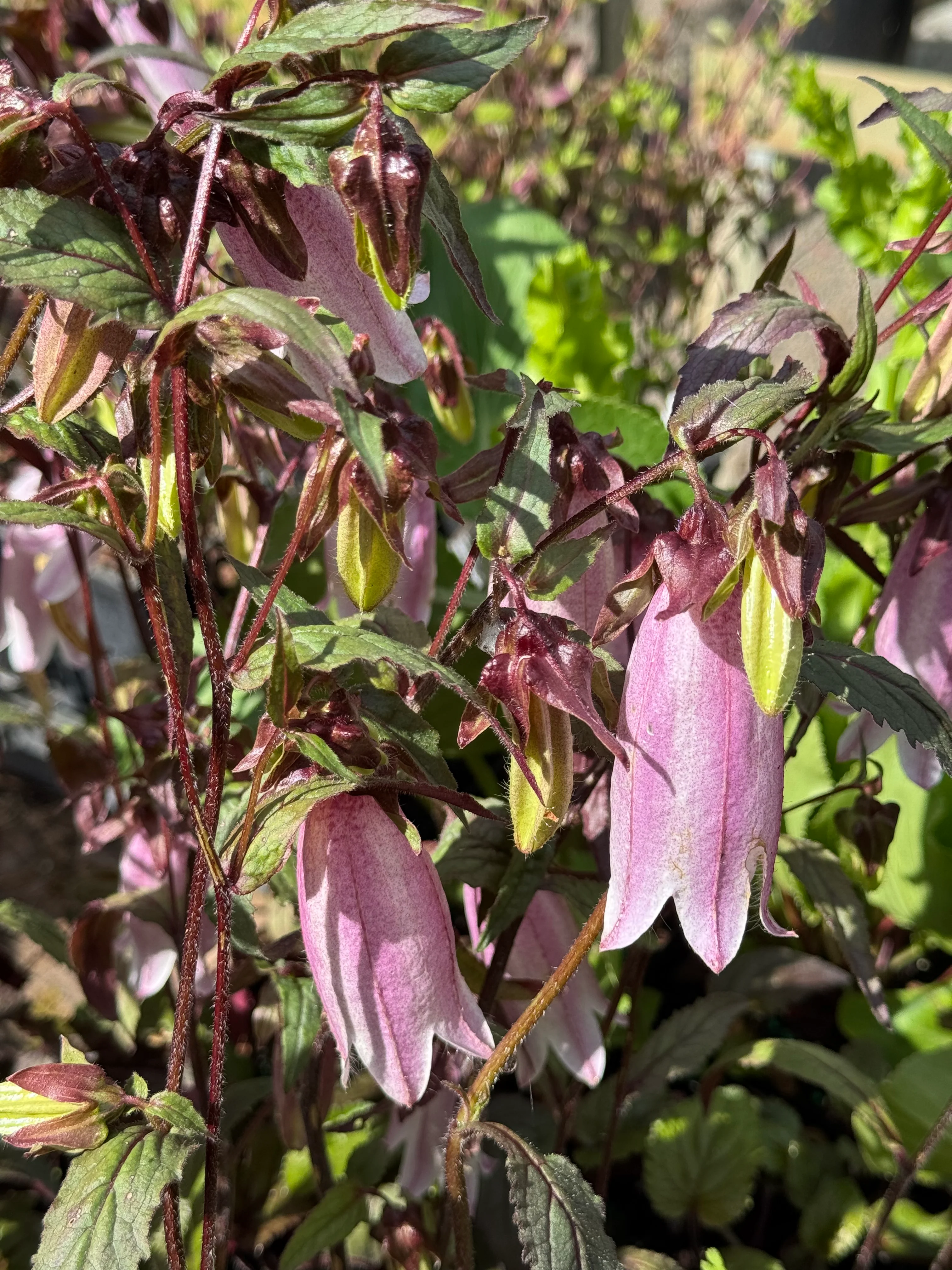 *RETAIL - Campanula punctata 'Silver Bells' - Image 2