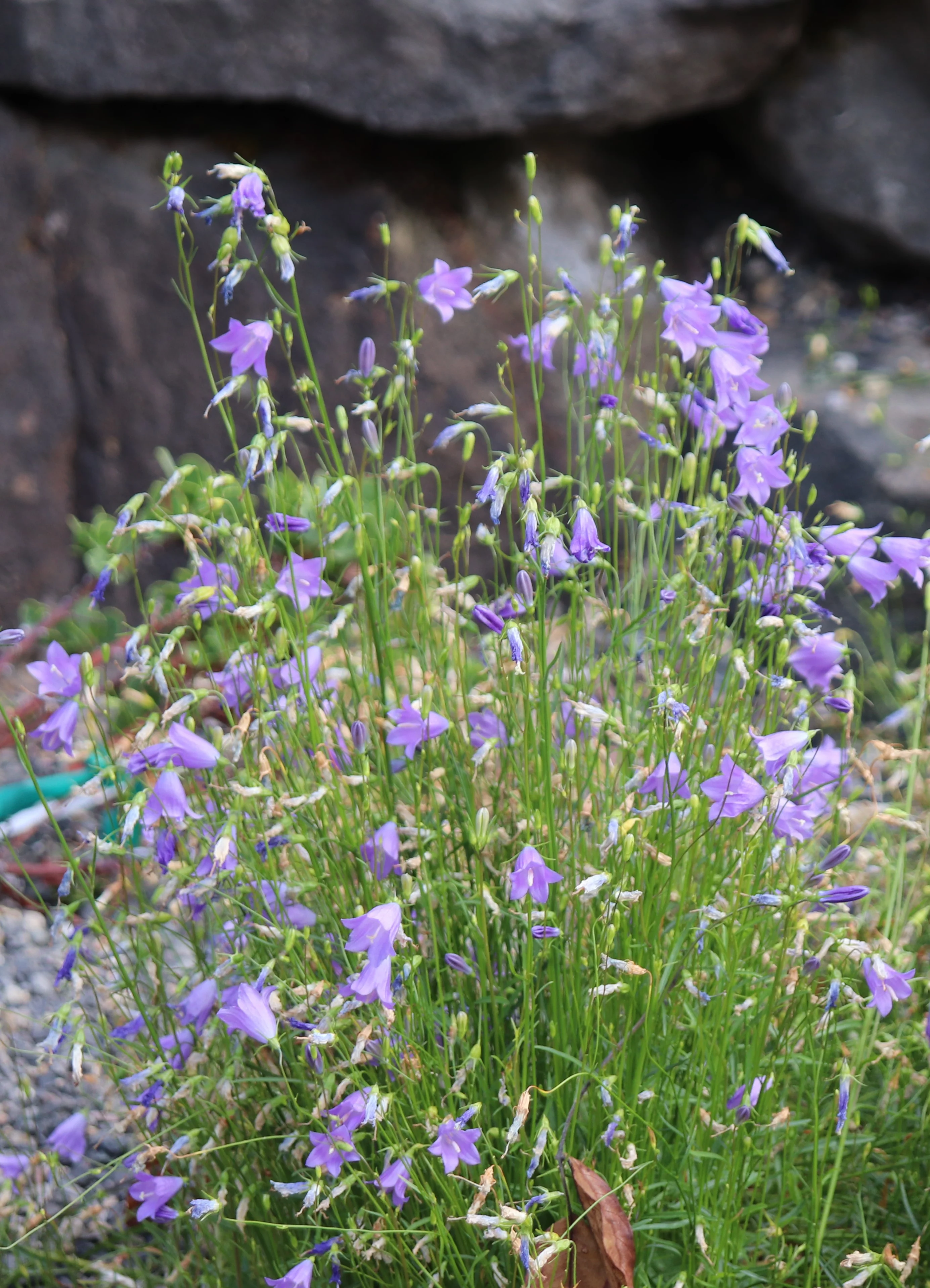 *RETAIL - Campanula rotundifolia