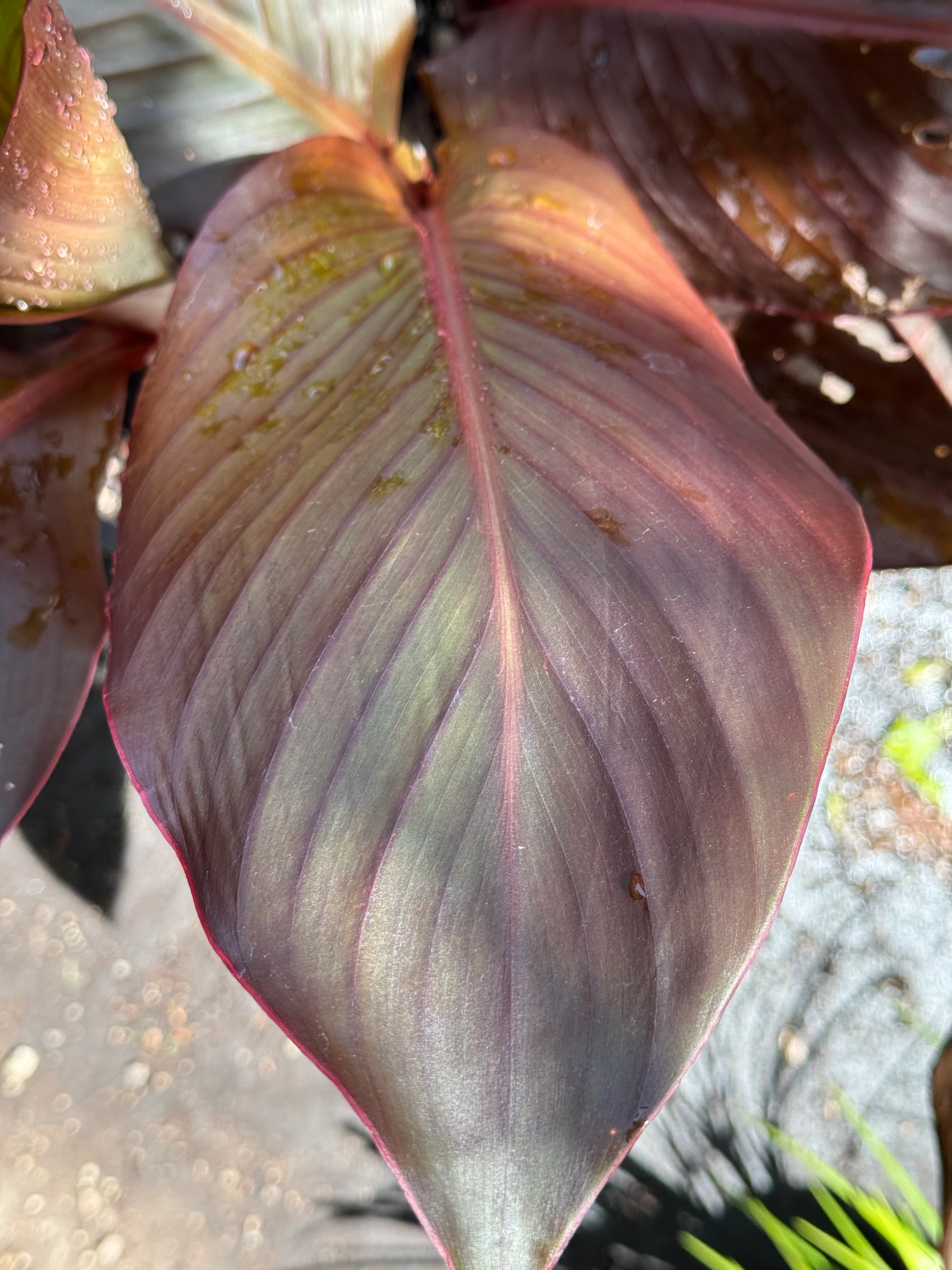*RETAIL - Canna musifolia 'Rubra' - Image 2