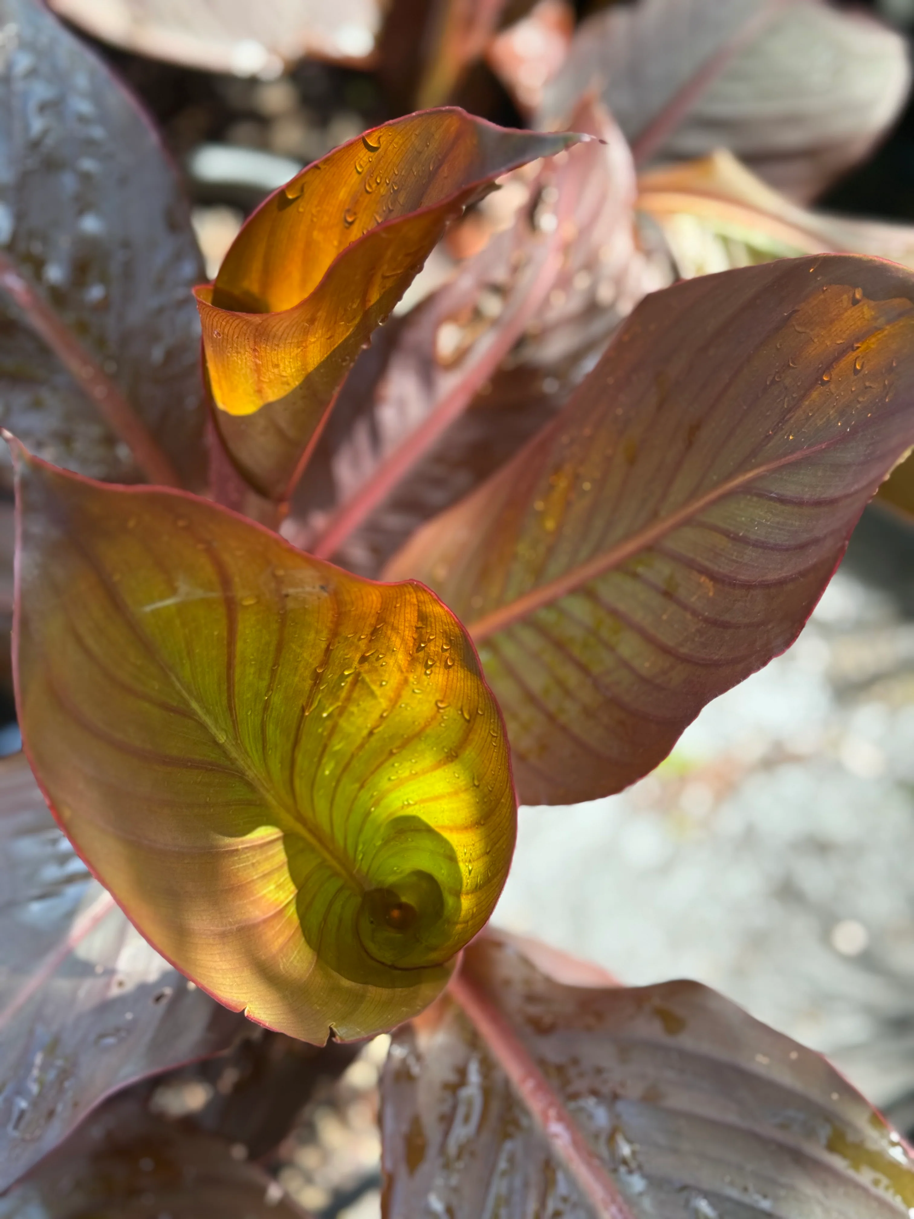 *RETAIL - Canna musifolia 'Rubra' - Image 3