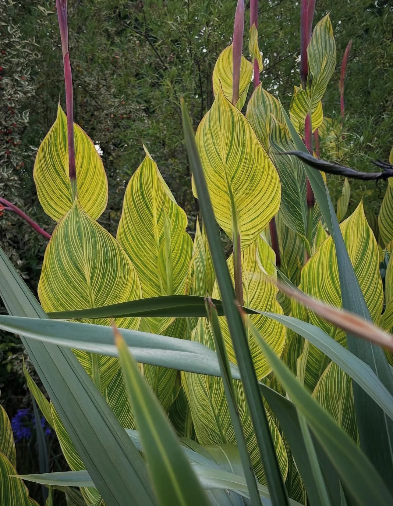 *RETAIL - Canna 'Pretoria'
