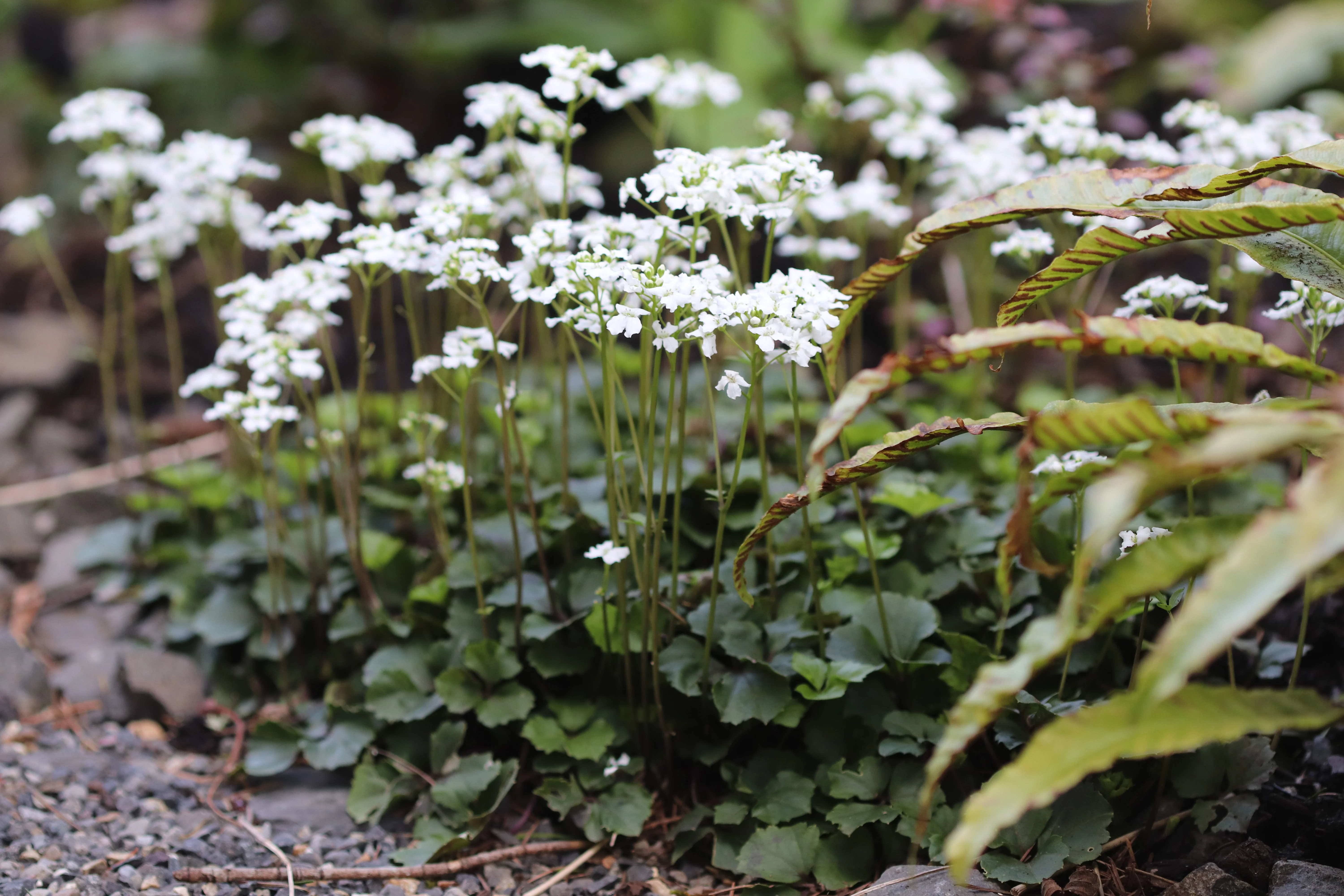 Cardamine trifolia