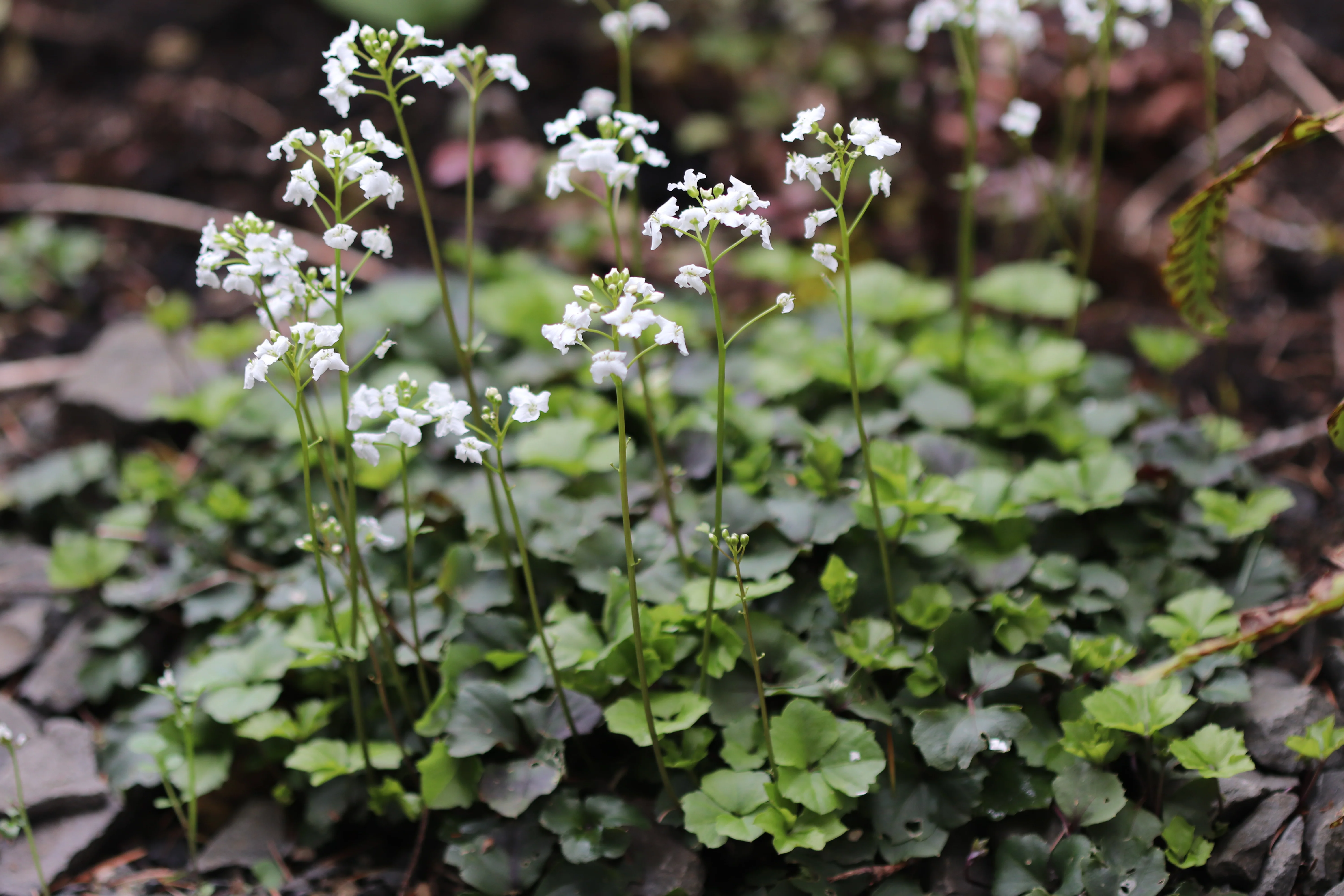 Cardamine trifolia - Image 2
