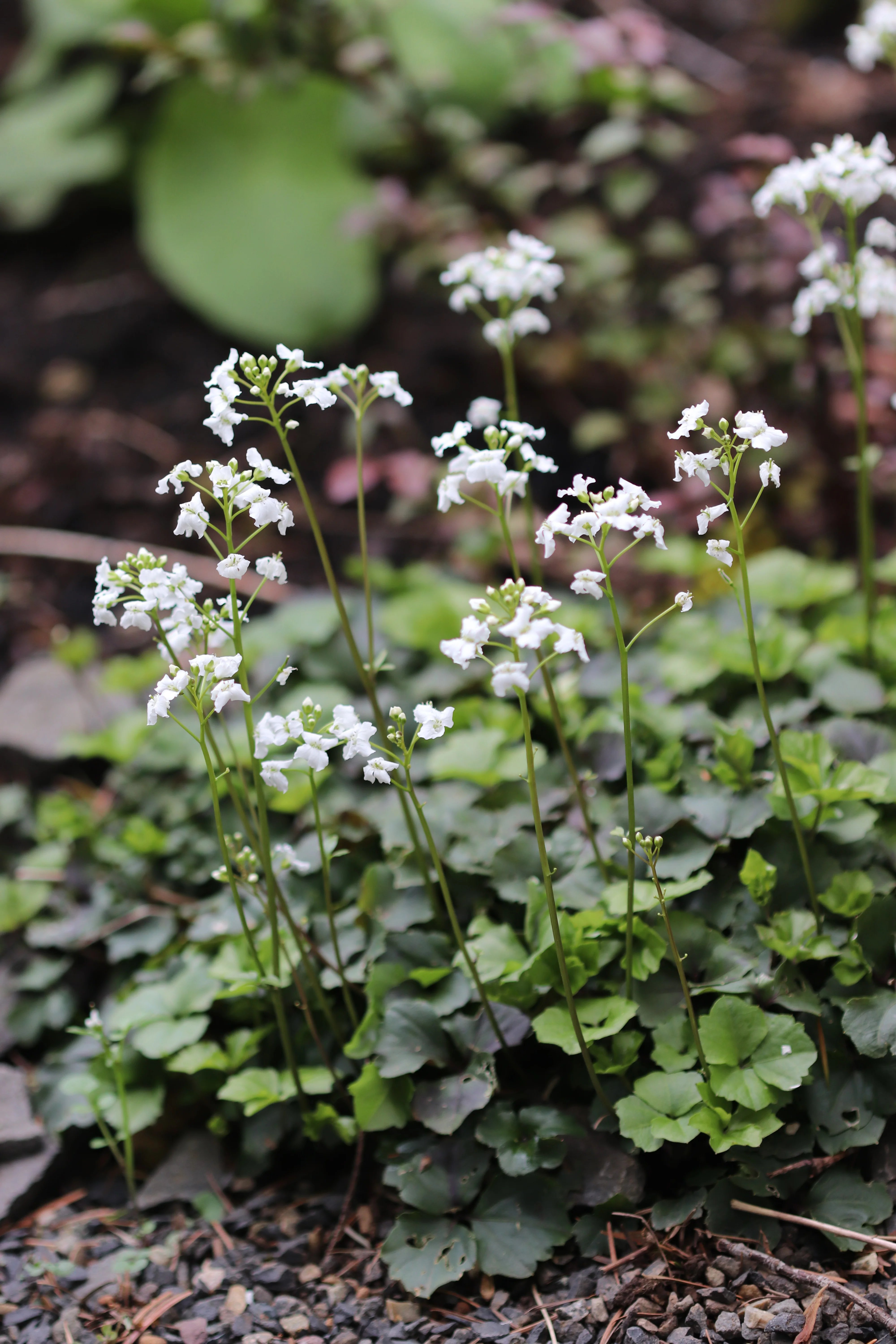 Cardamine trifolia - Image 3
