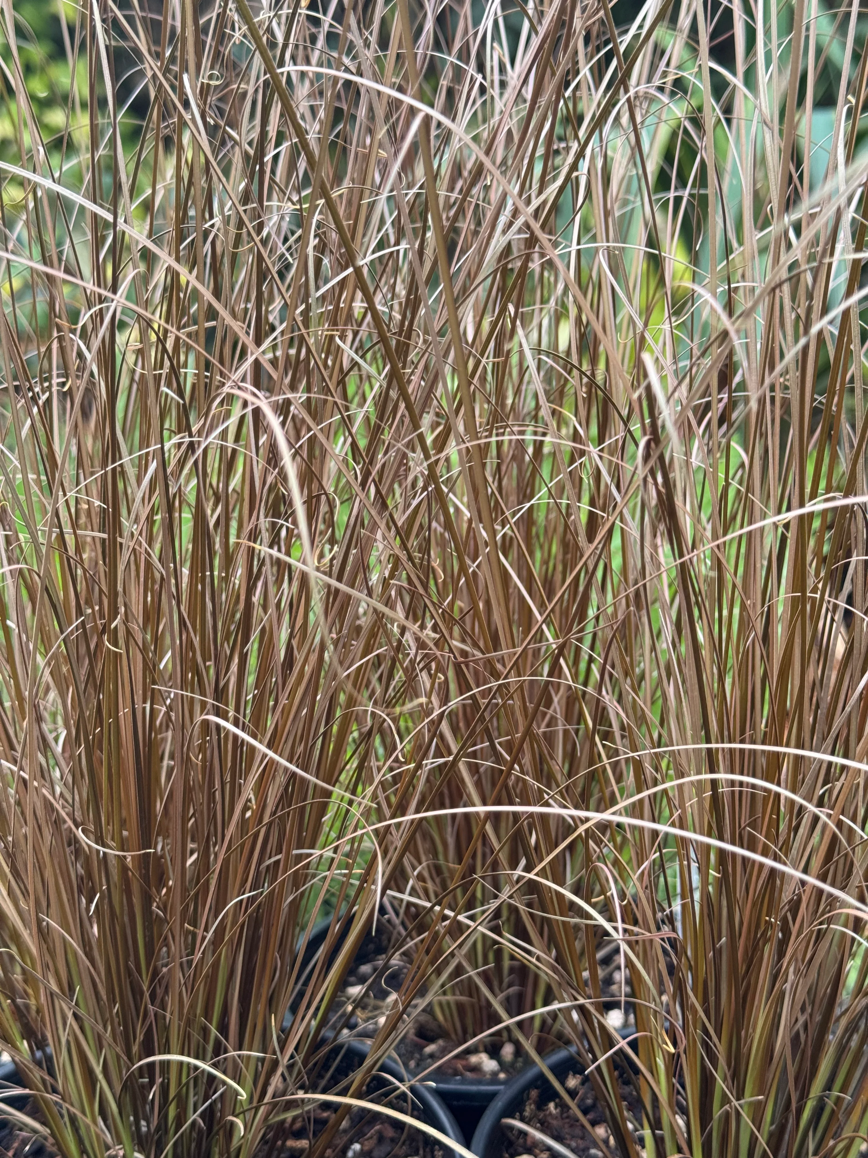 *RETAIL - Carex buchananii 'Red Rooster'