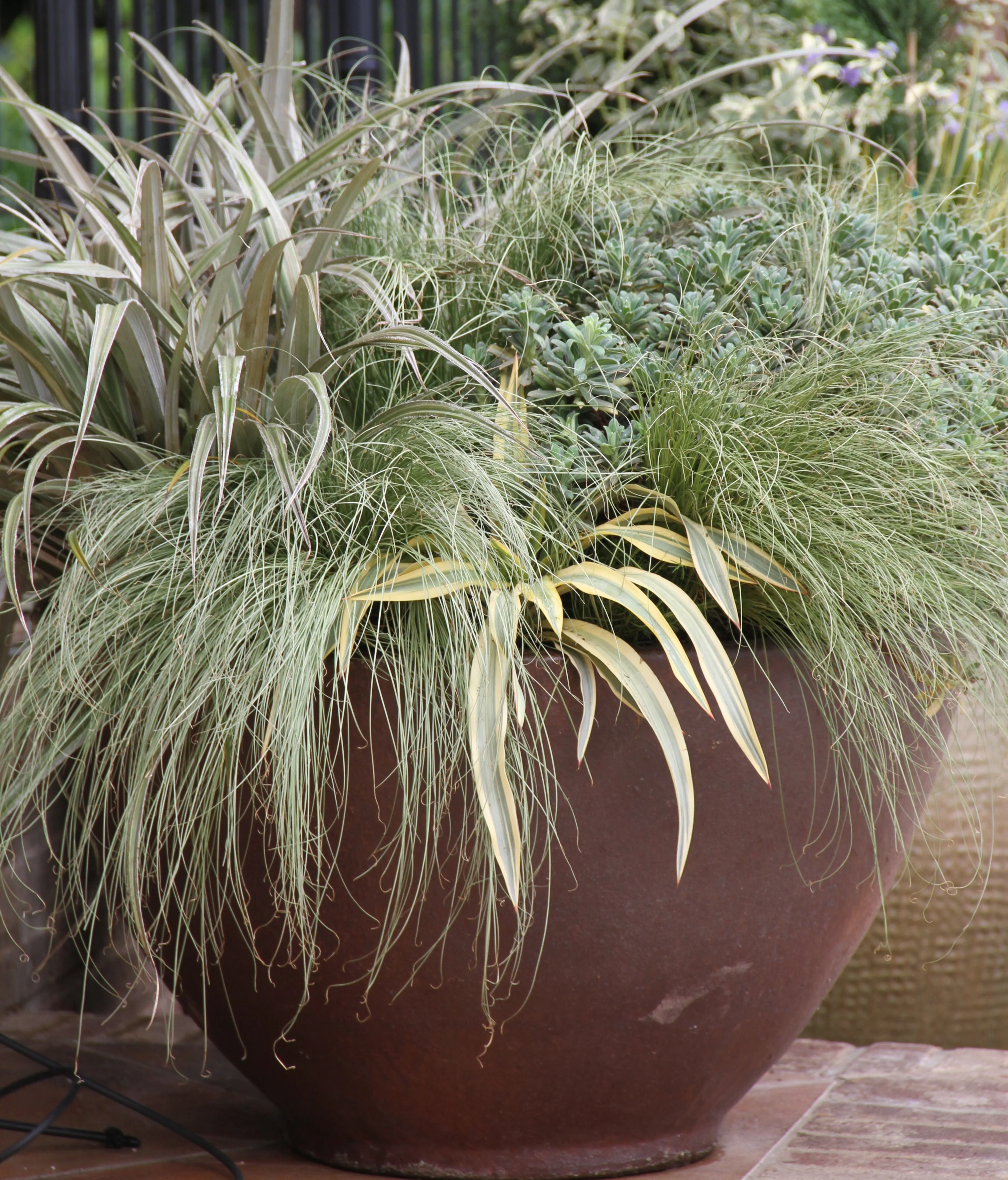 *RETAIL - Carex comans 'Frosted Curls' - Image 2