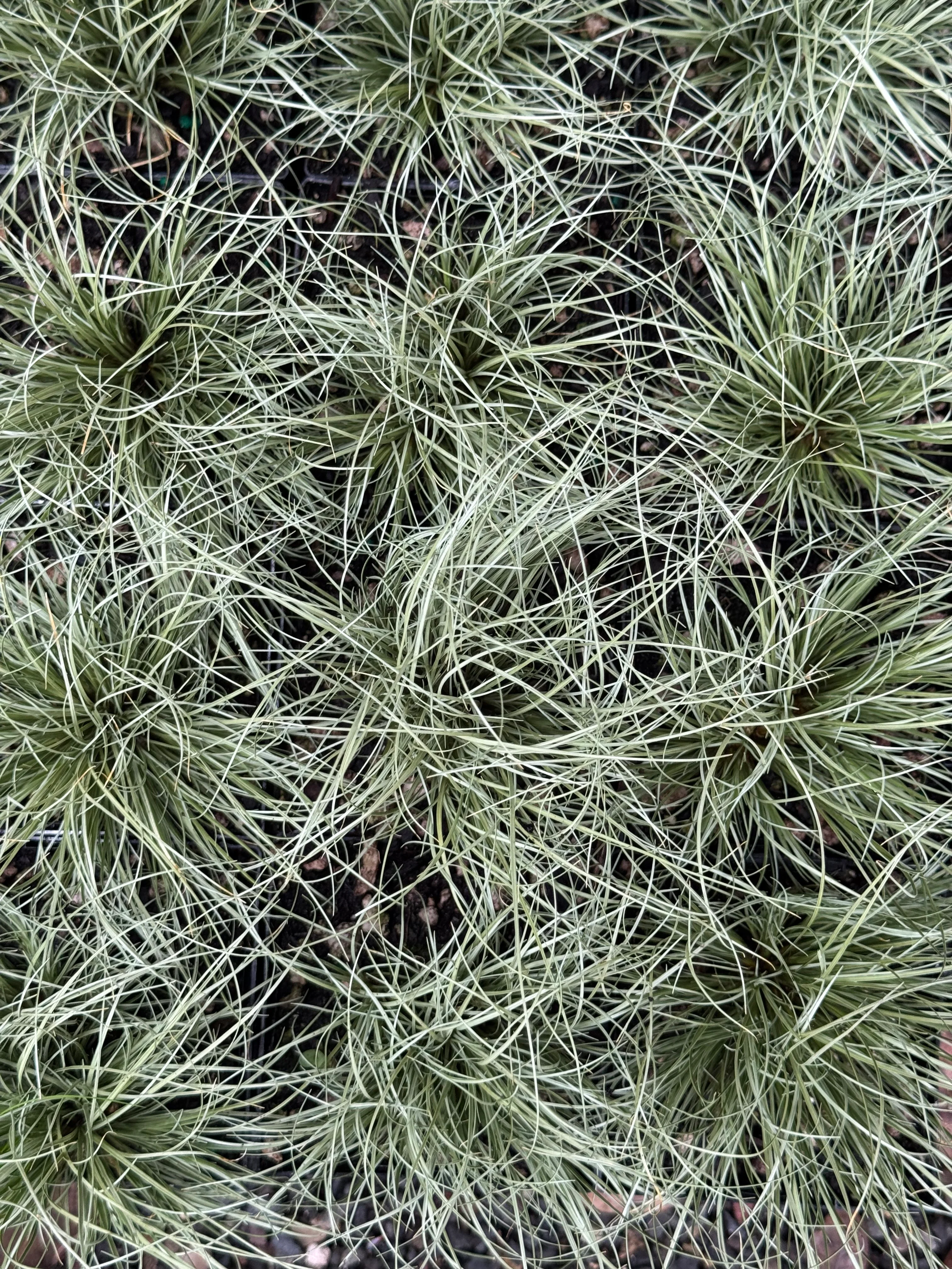 *RETAIL - Carex comans 'Frosted Curls' - Image 3