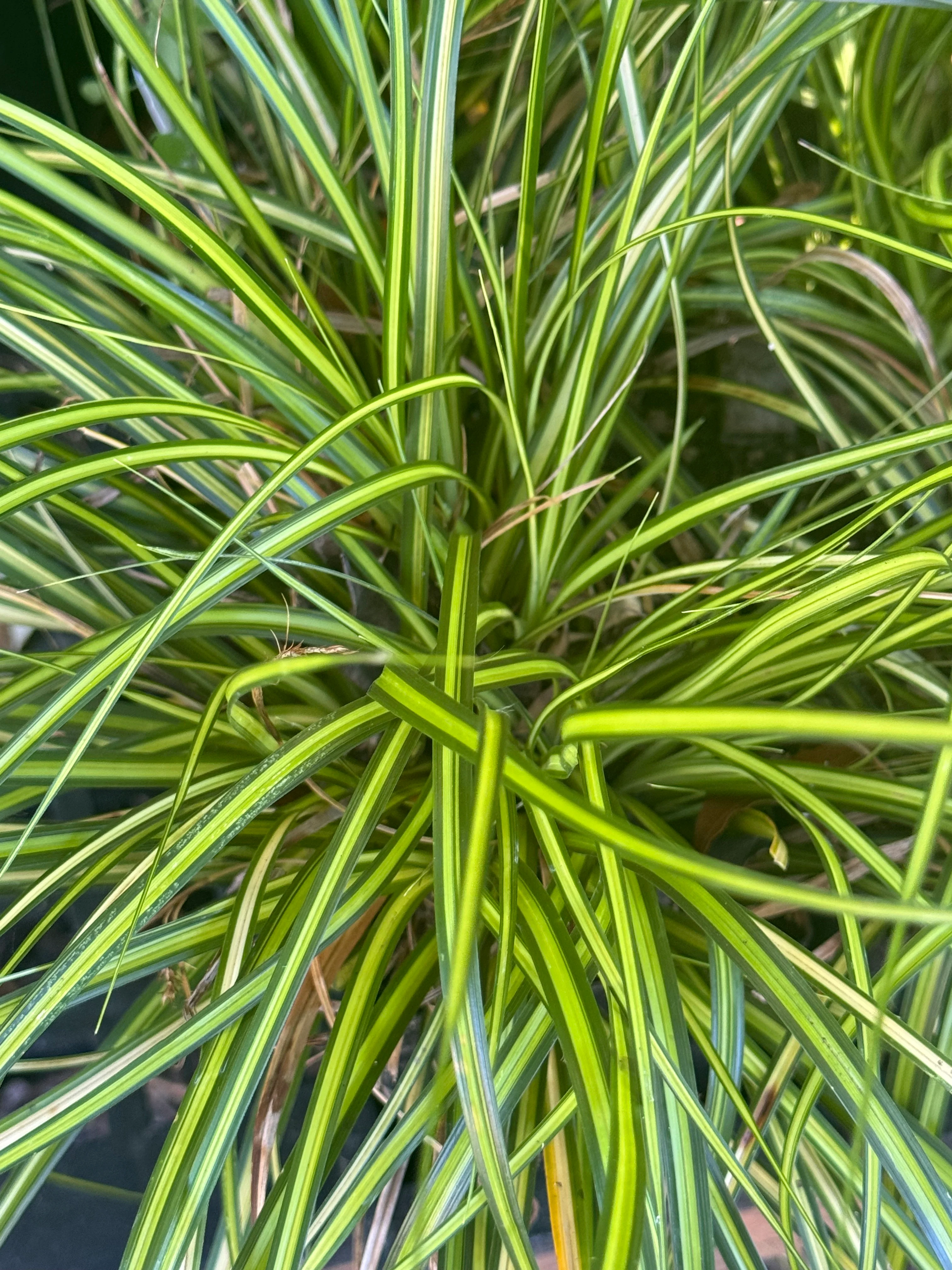 *RETAIL - Carex oshimensis 'Eversheen' - Image 2