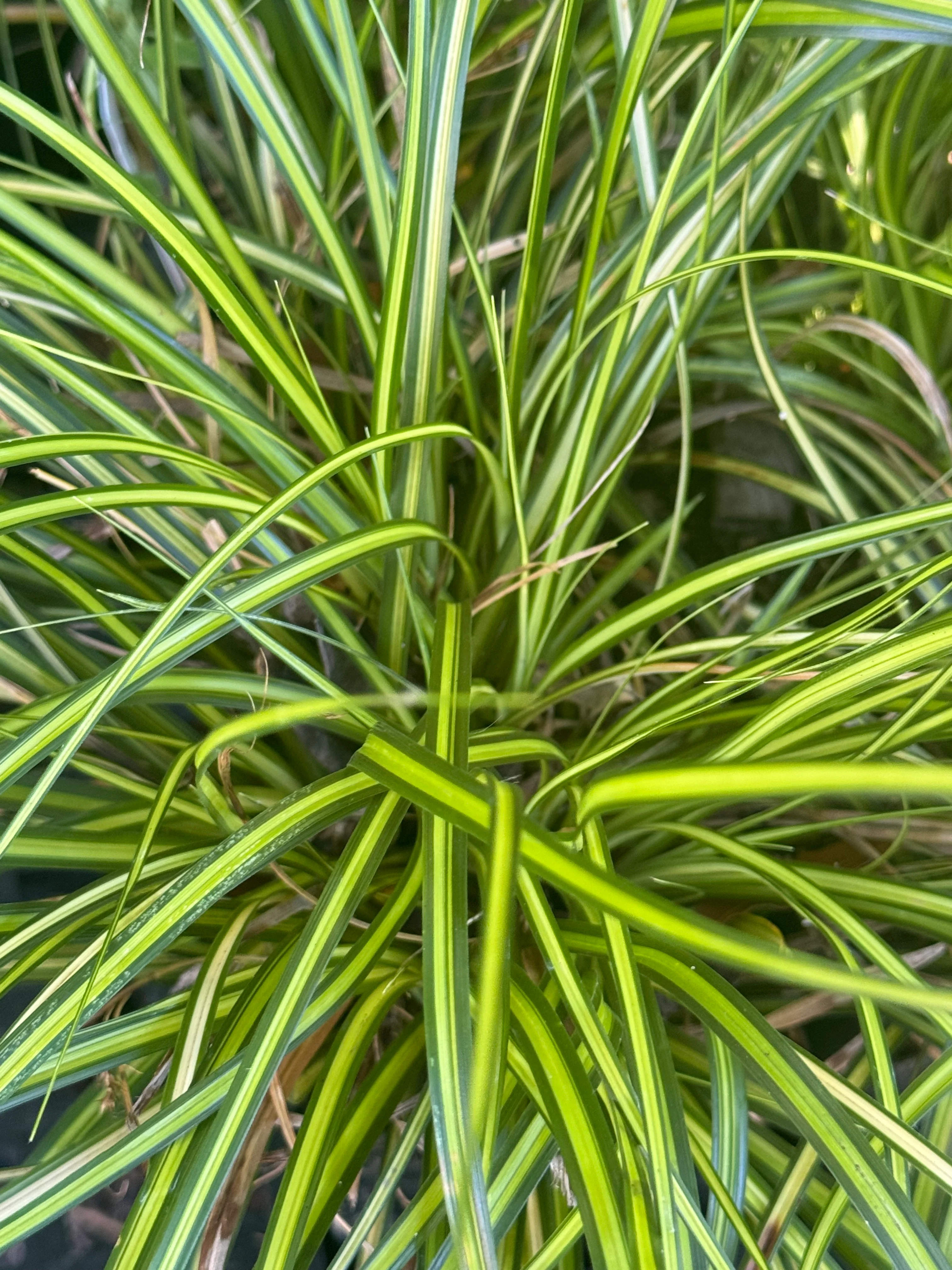 *RETAIL - Carex oshimensis 'Eversheen' - Image 3