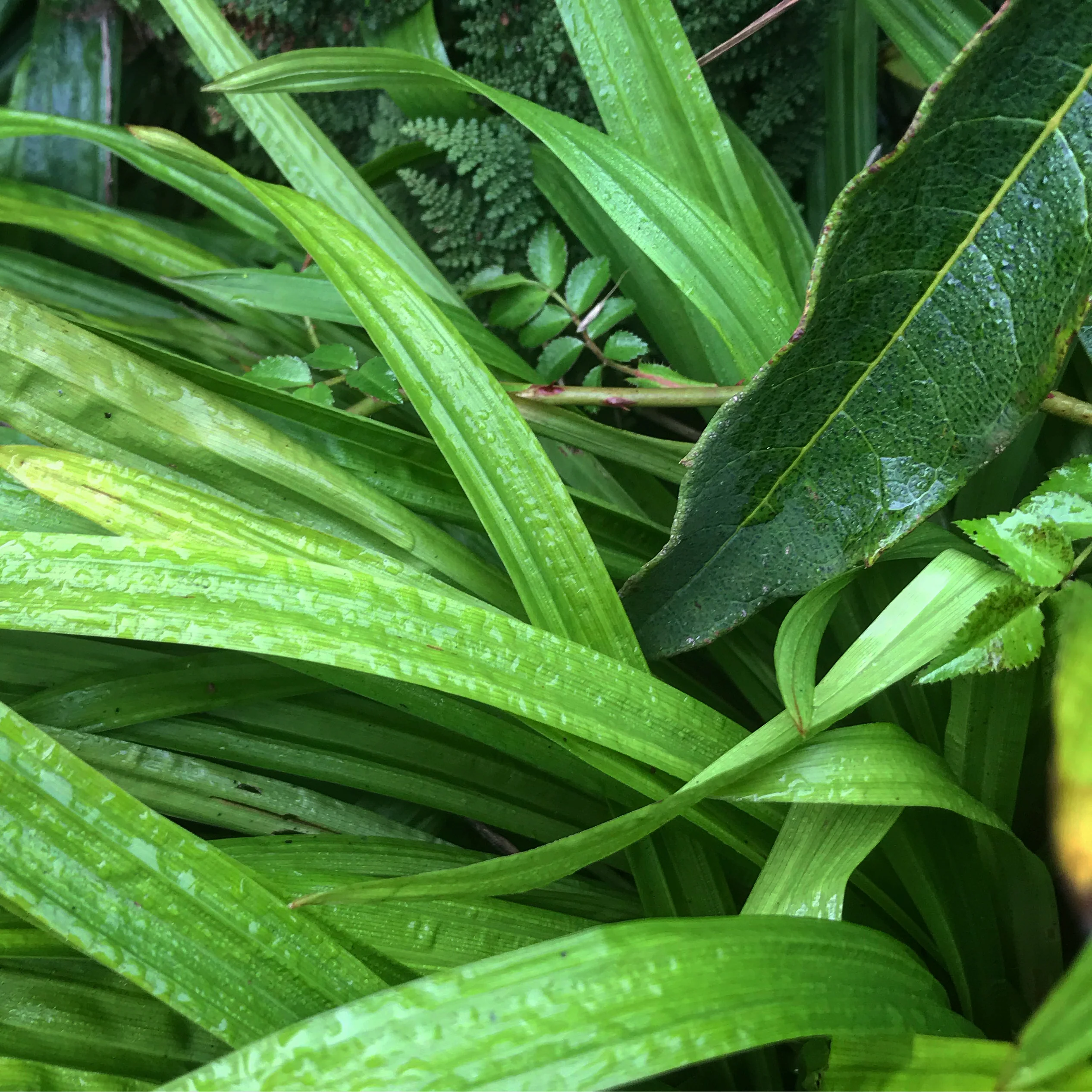 *RETAIL - Carex plantaginea - Image 2