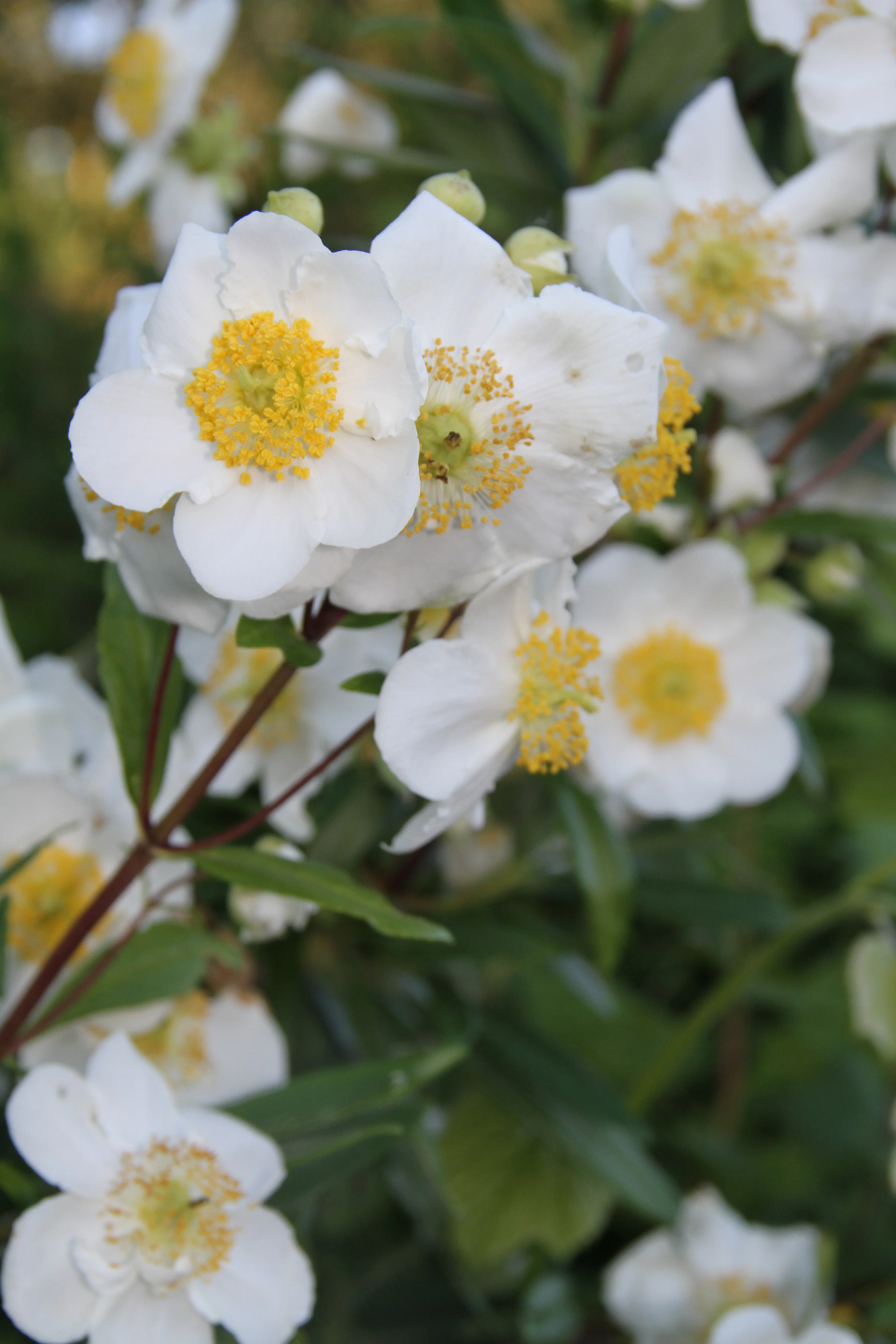 *RETAIL - Carpenteria californica - Image 2