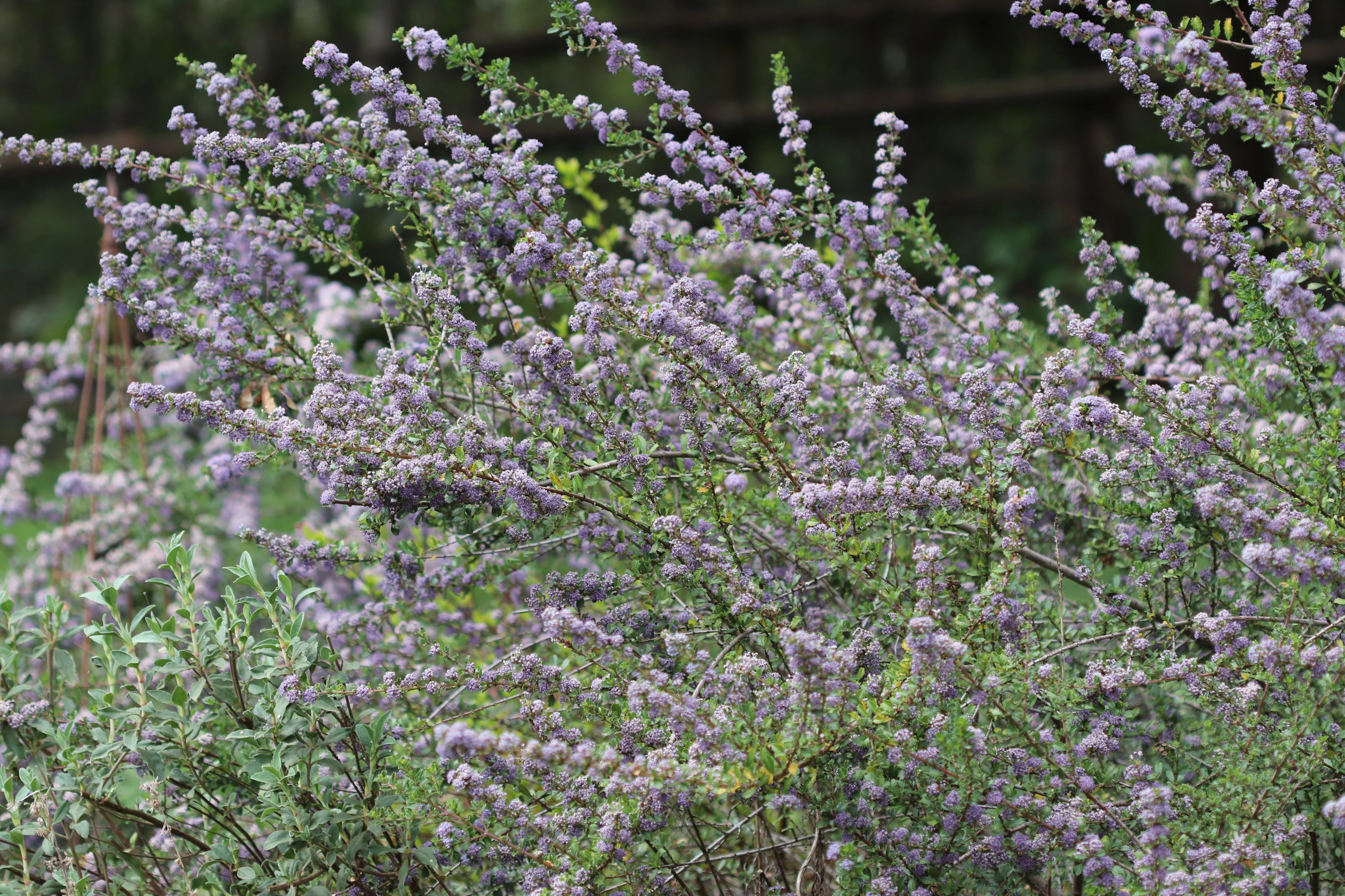 *RETAIL - Ceanothus 'Blue Jeans' - Image 2