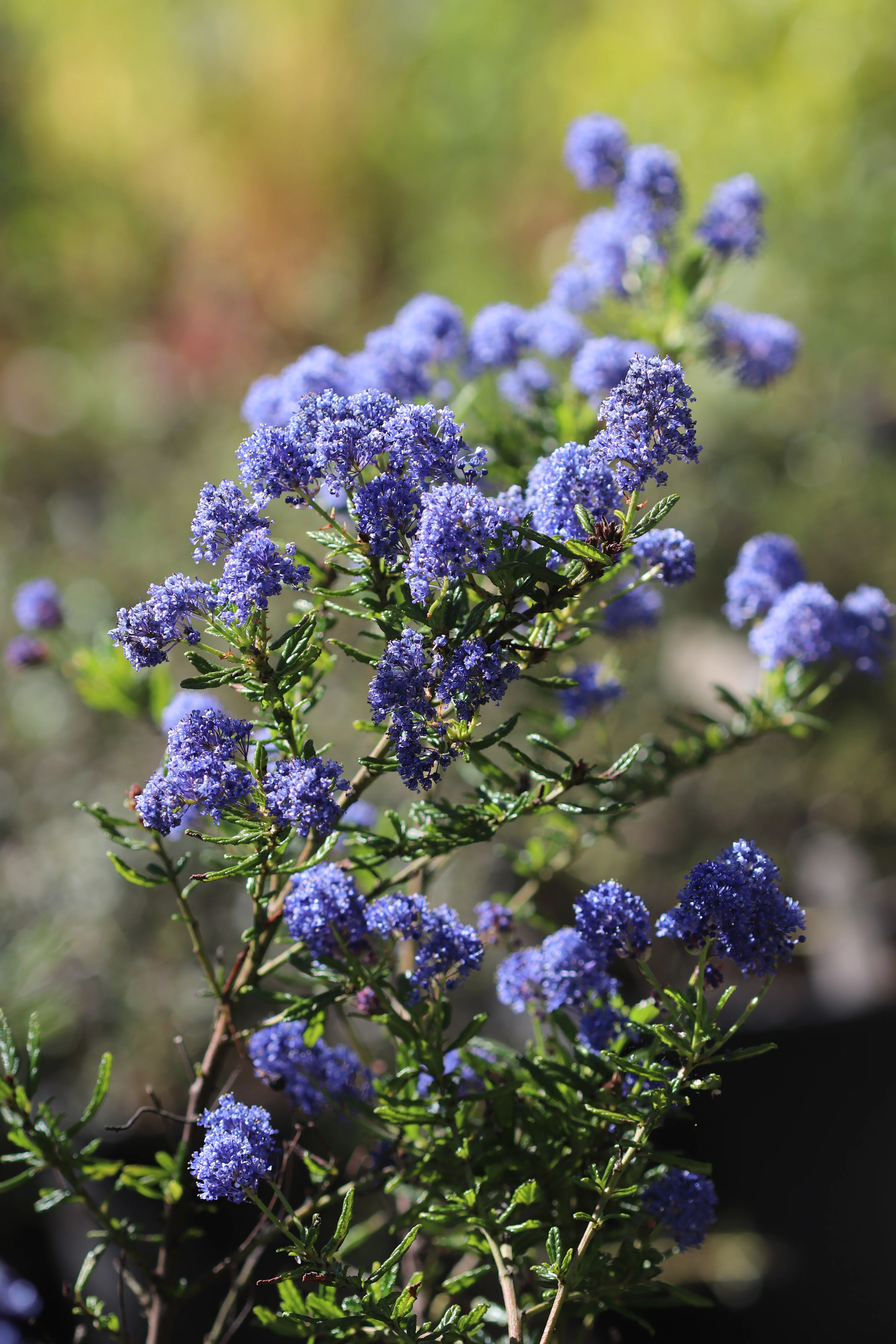 *RETAIL - Ceanothus 'Concha' - Image 2