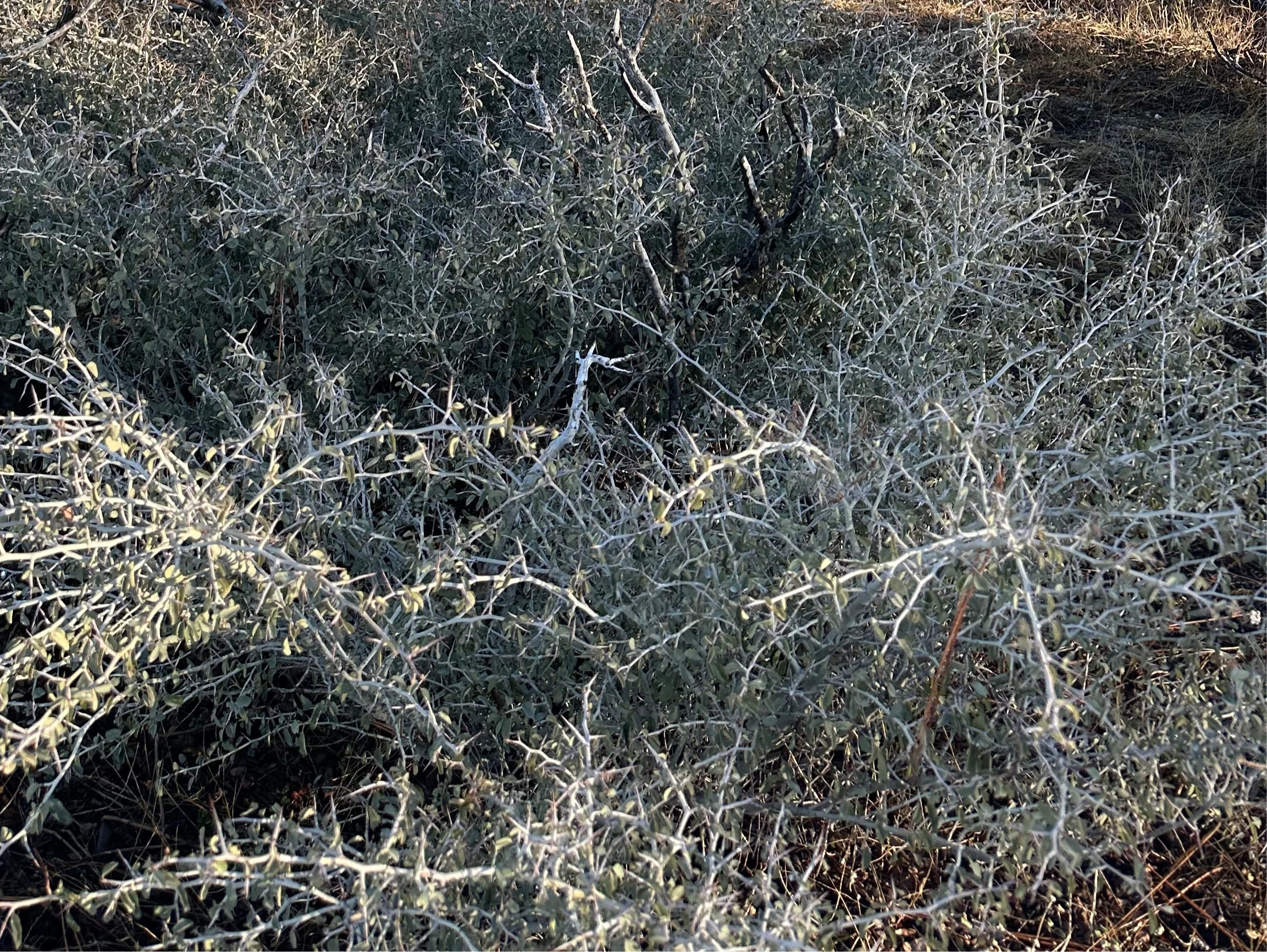 *RETAIL - Ceanothus cordulatus - Image 3