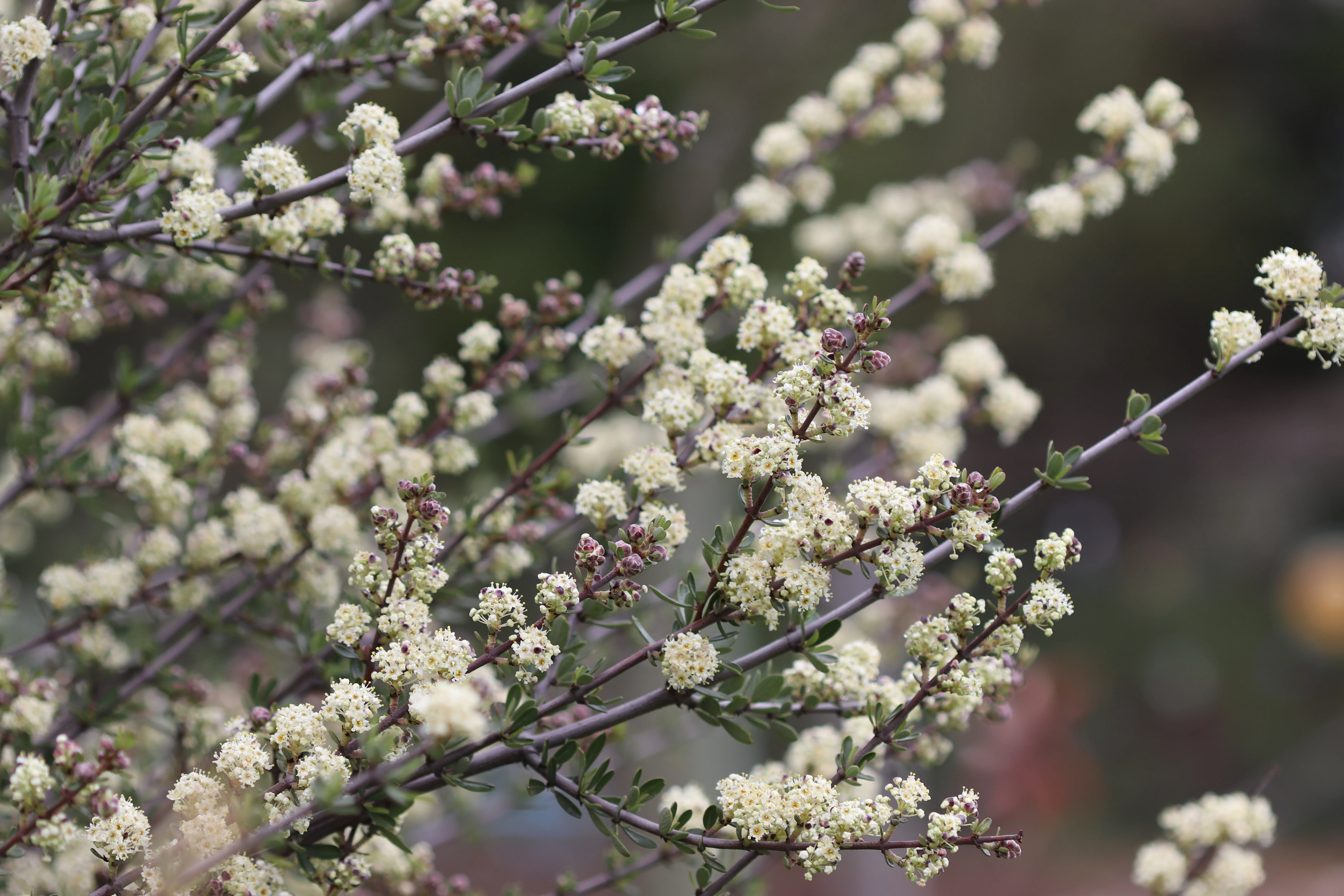 Ceanothus cuneatus - Image 2