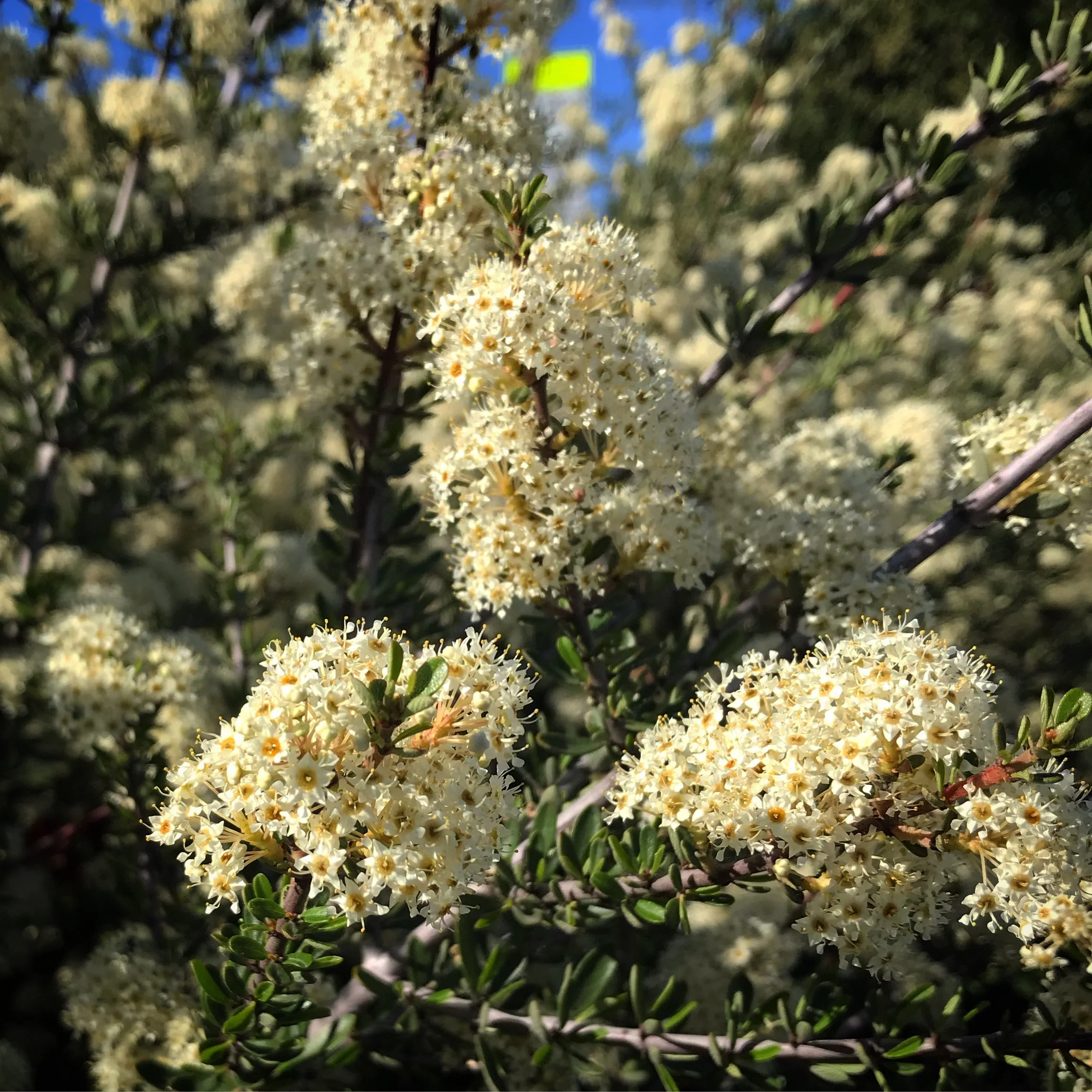 *RETAIL - Ceanothus cuneatus - Image 2