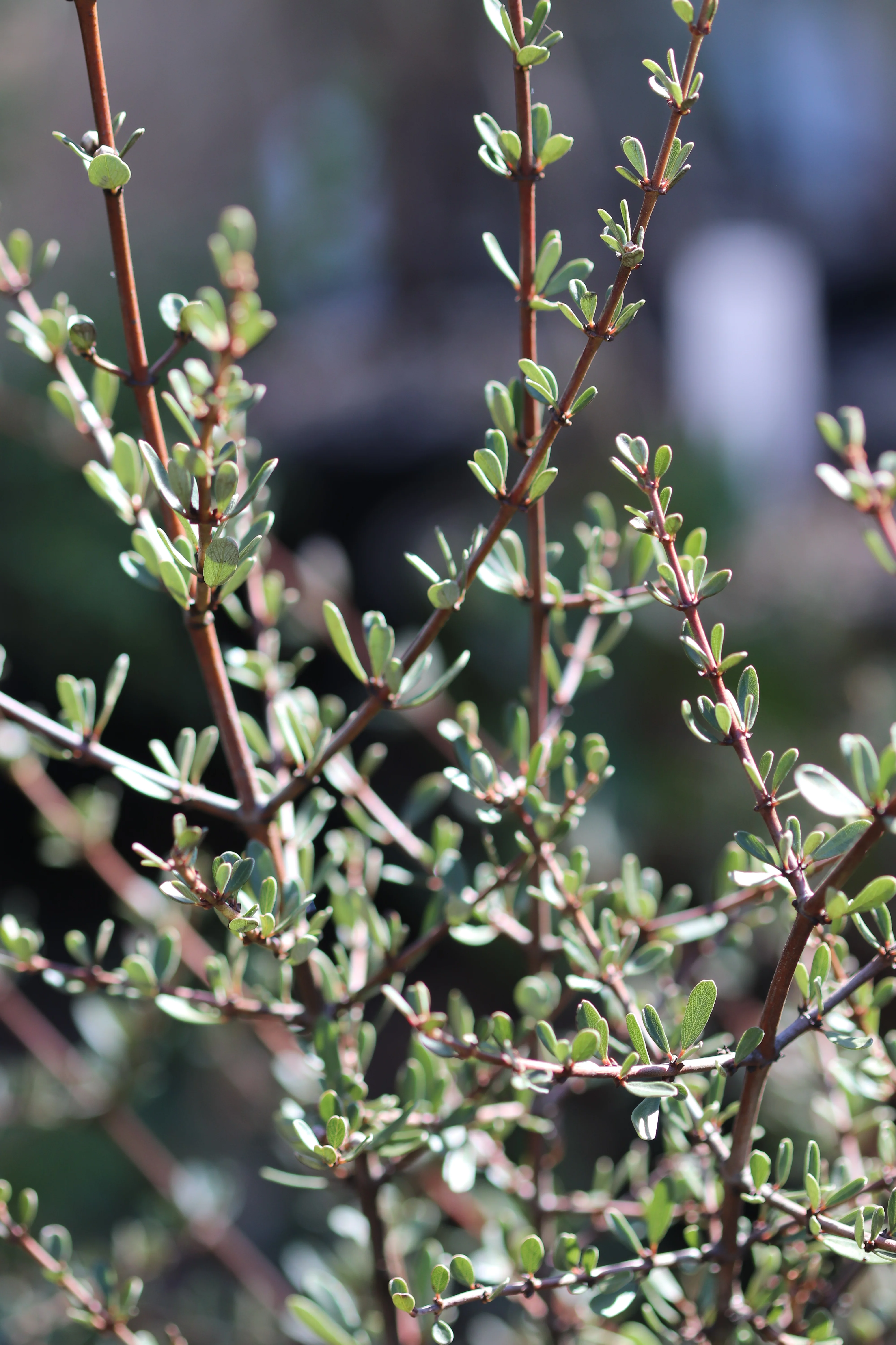 *RETAIL - Ceanothus cuneatus [fine leaf] - Image 2