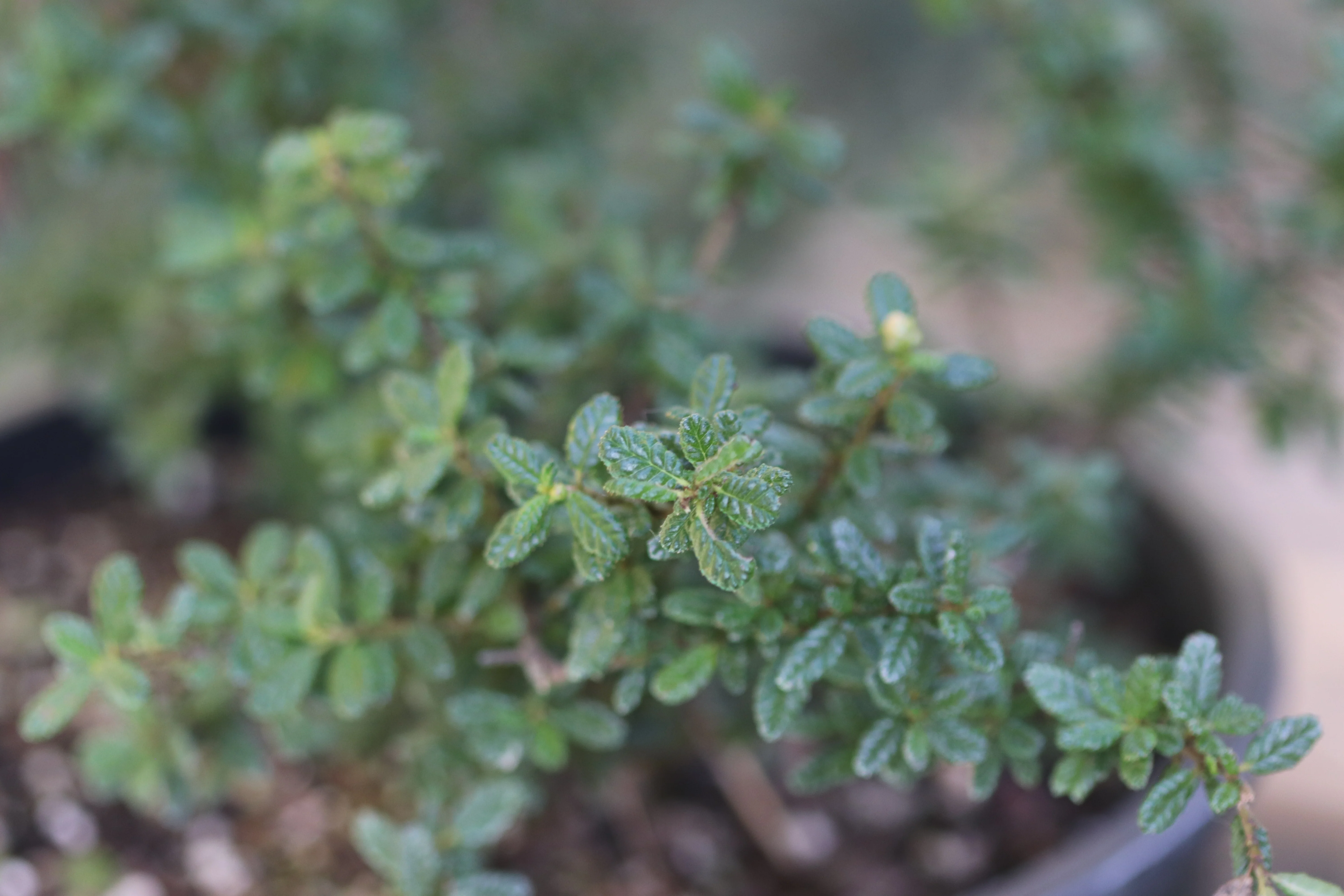 *RETAIL - Ceanothus 'Dark Star' - Image 2