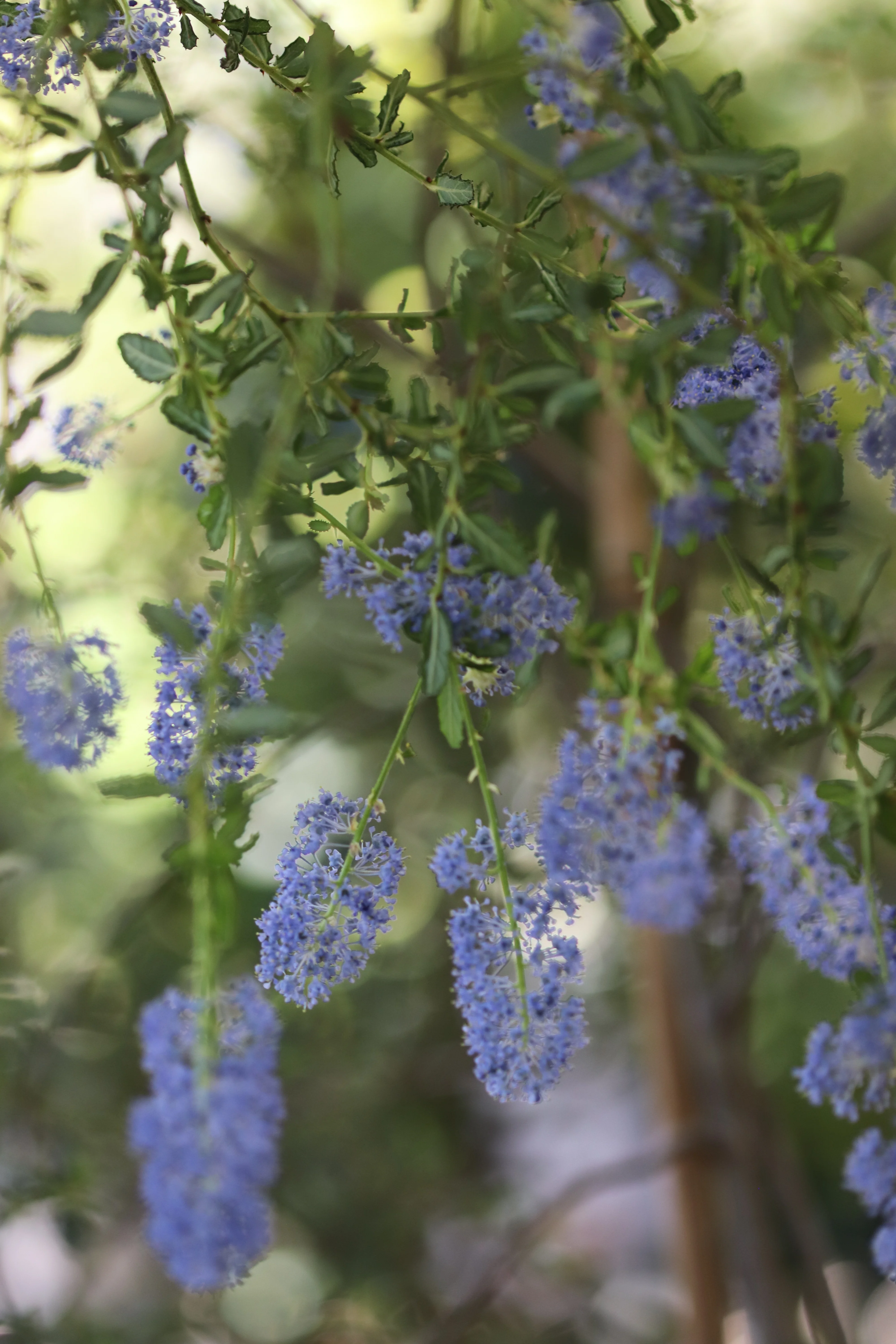 *RETAIL - Ceanothus dentatus 'Bluette' - Image 2
