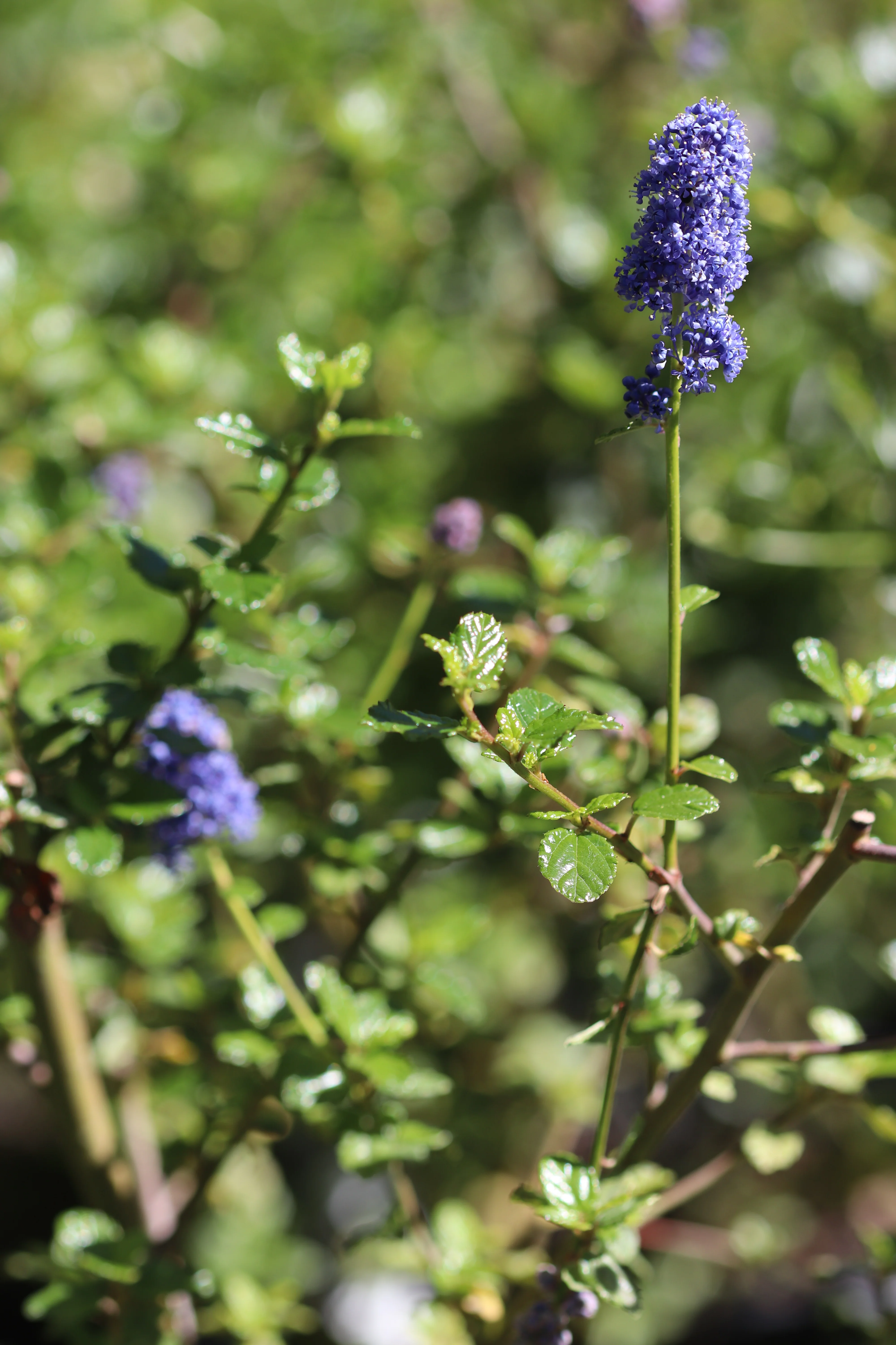 *RETAIL - Ceanothus 'Frosty Blue' - Image 2