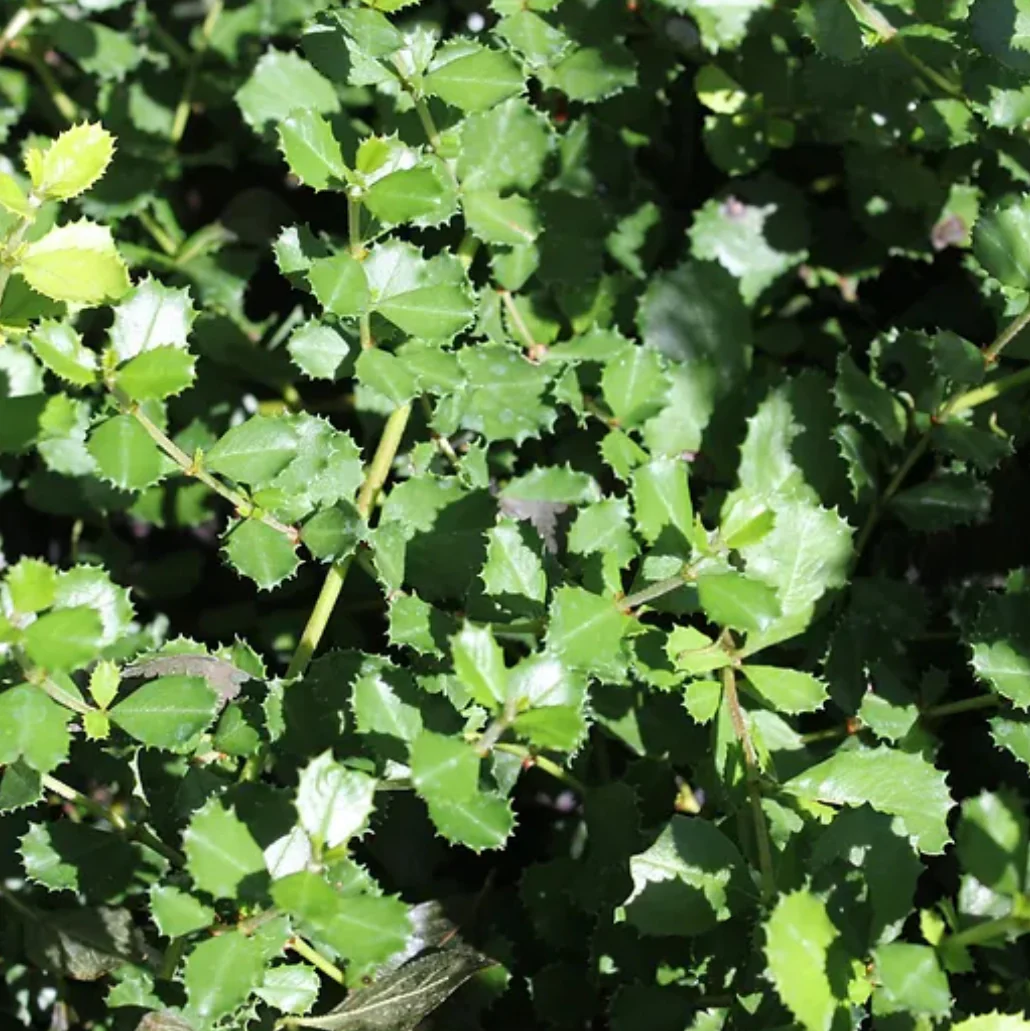*RETAIL - Ceanothus gloriosus 'Anchor Bay' - Image 2