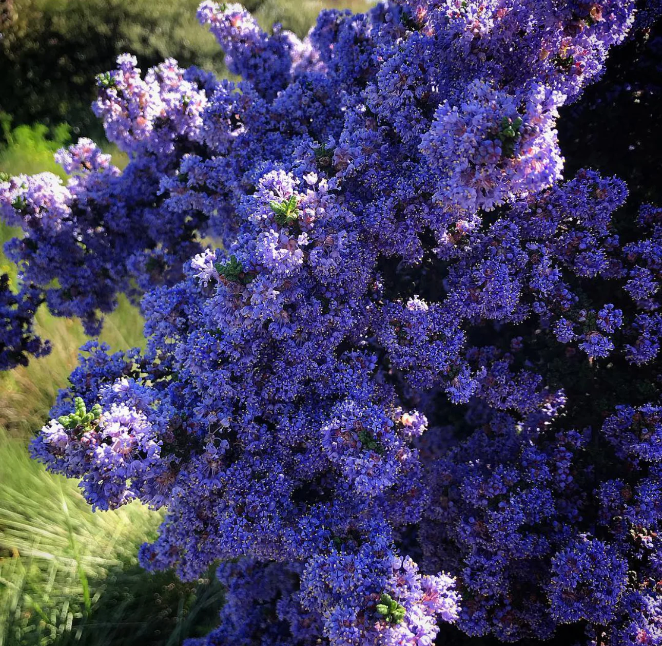 *RETAIL - Ceanothus impressus 'Vandenberg' - Image 2
