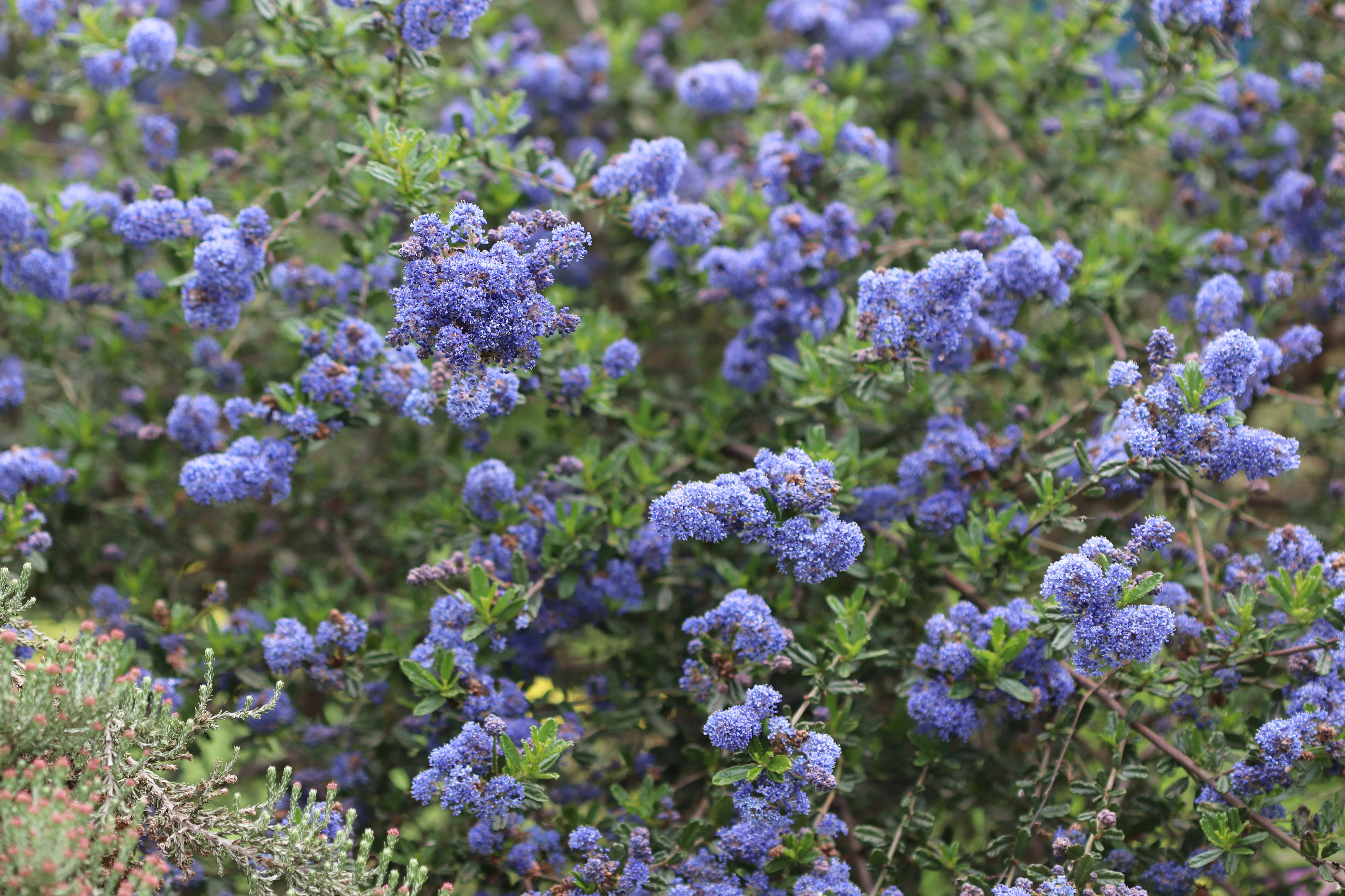 *RETAIL - Ceanothus 'Italian Skies' - Image 2