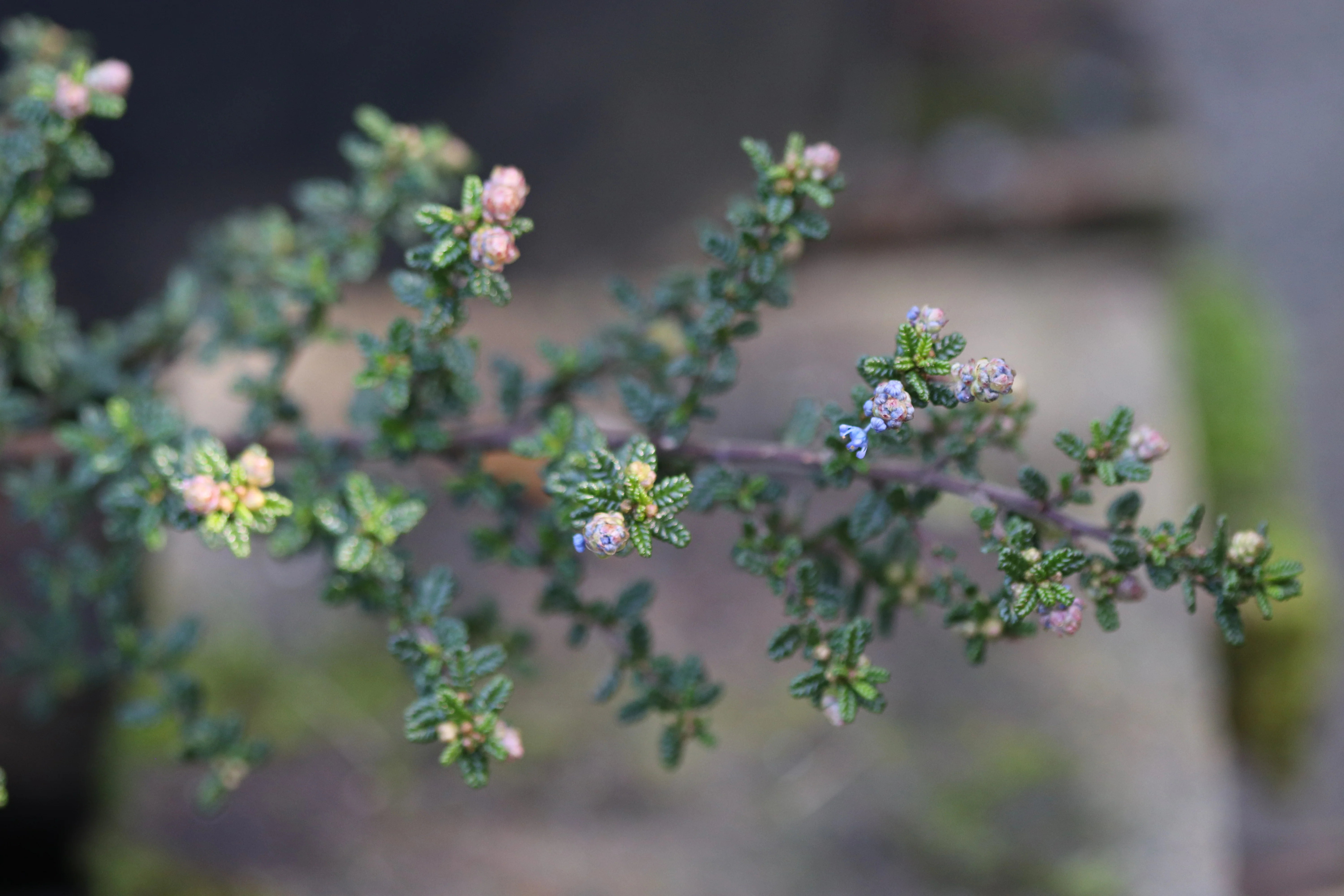 *RETAIL - Ceanothus 'Julia Phelps' - Image 2