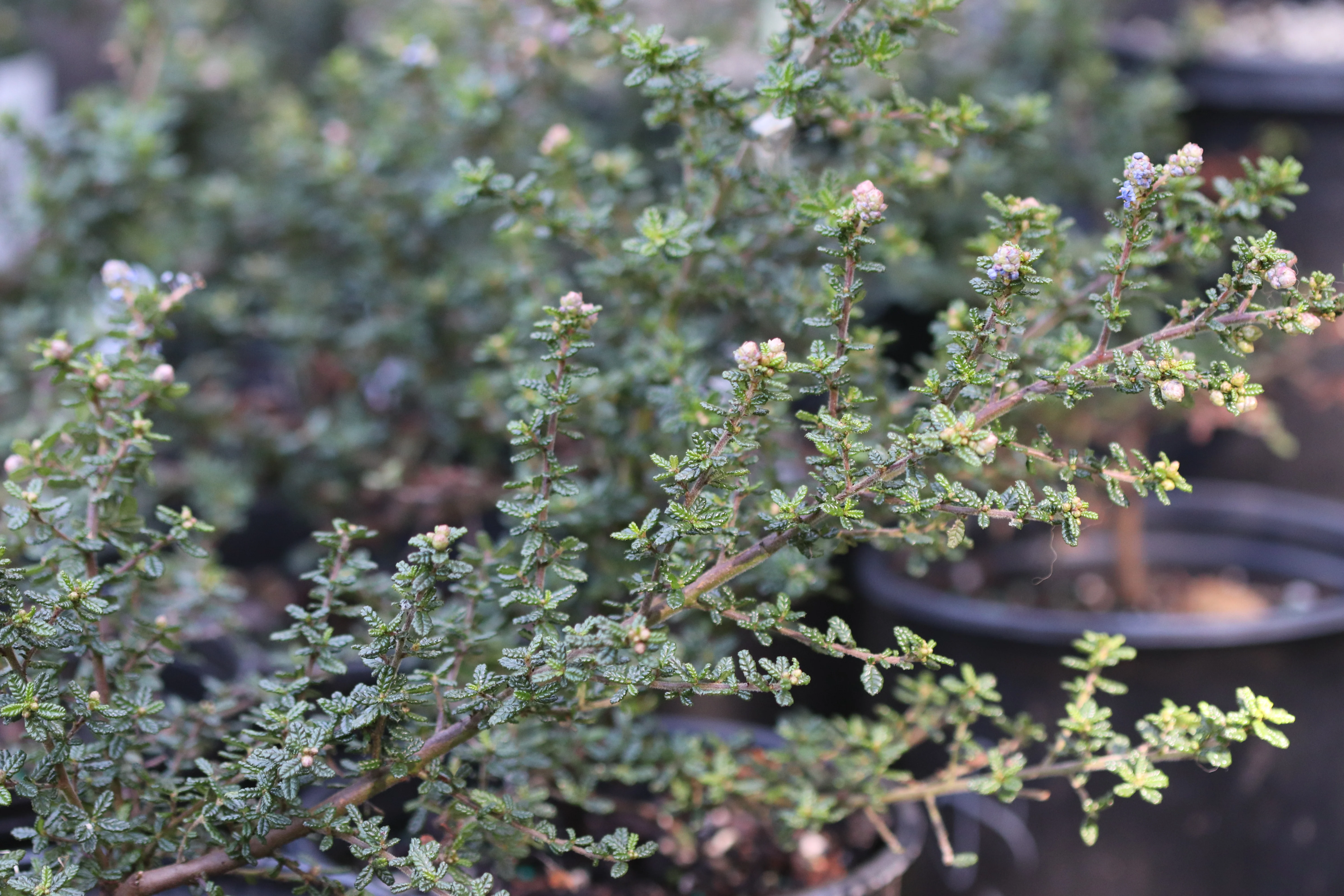 *RETAIL - Ceanothus 'Julia Phelps' - Image 3