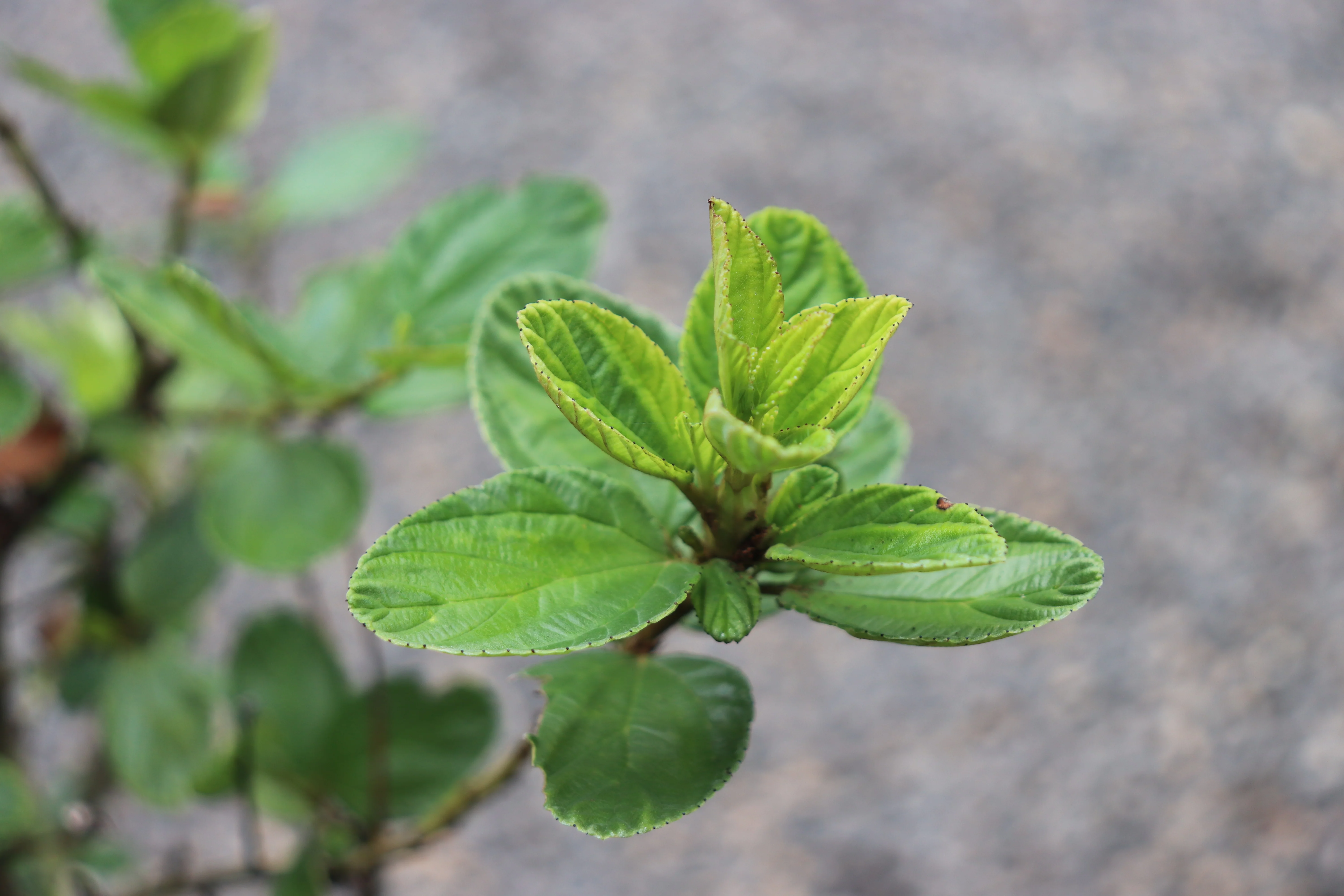 *RETAIL - Ceanothus 'Owlswood Blue' - Image 2