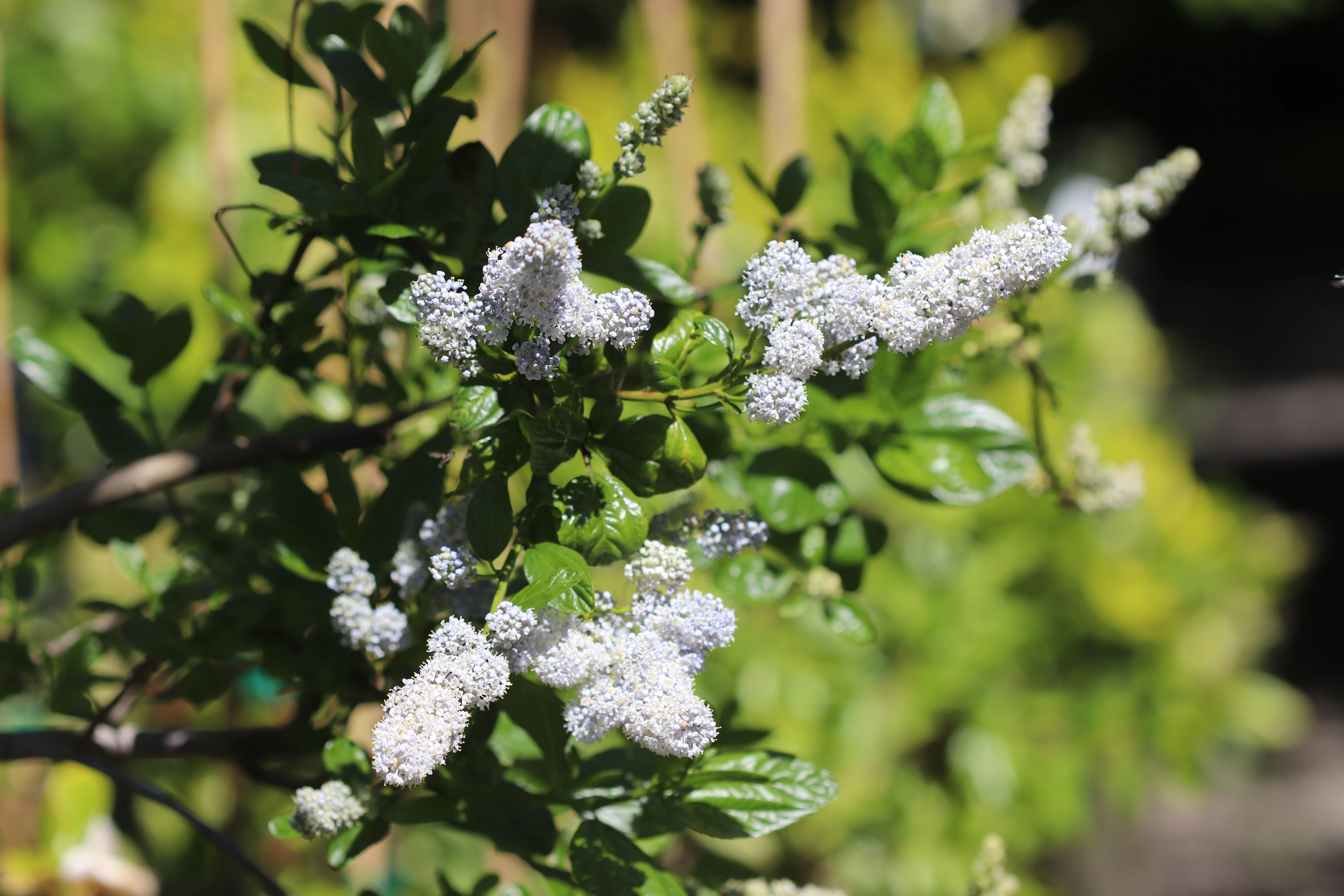 *RETAIL - Ceanothus 'Phoebe’s Disappointment' - Image 2