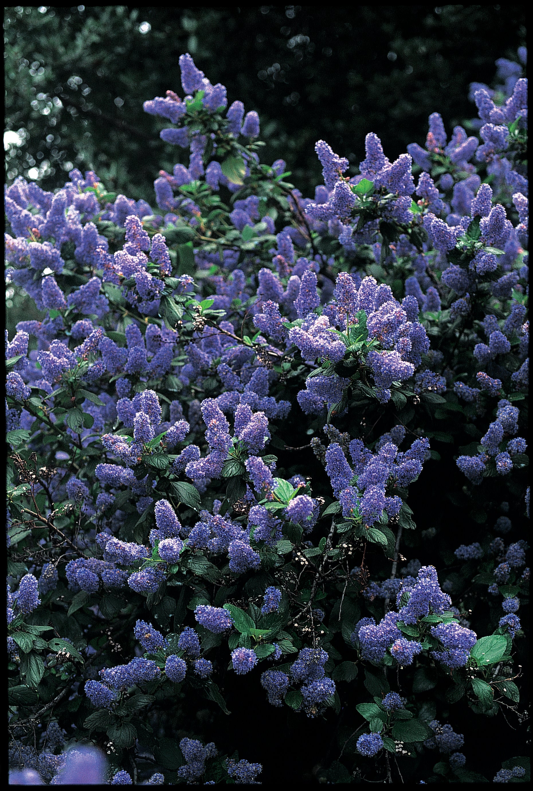 *RETAIL - Ceanothus 'Ray Hartman'