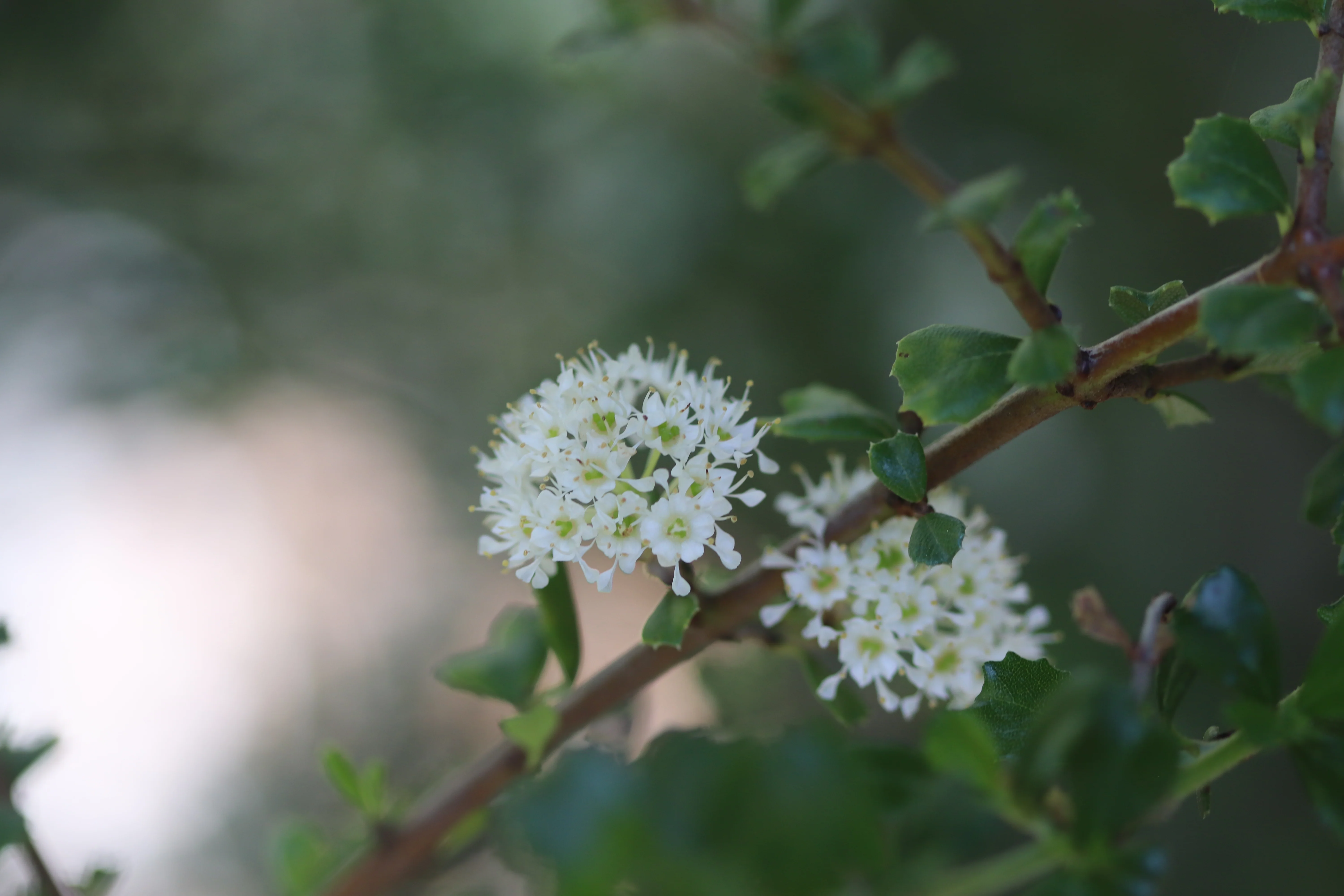 *RETAIL - Ceanothus rigidus 'Snowball' - Image 2