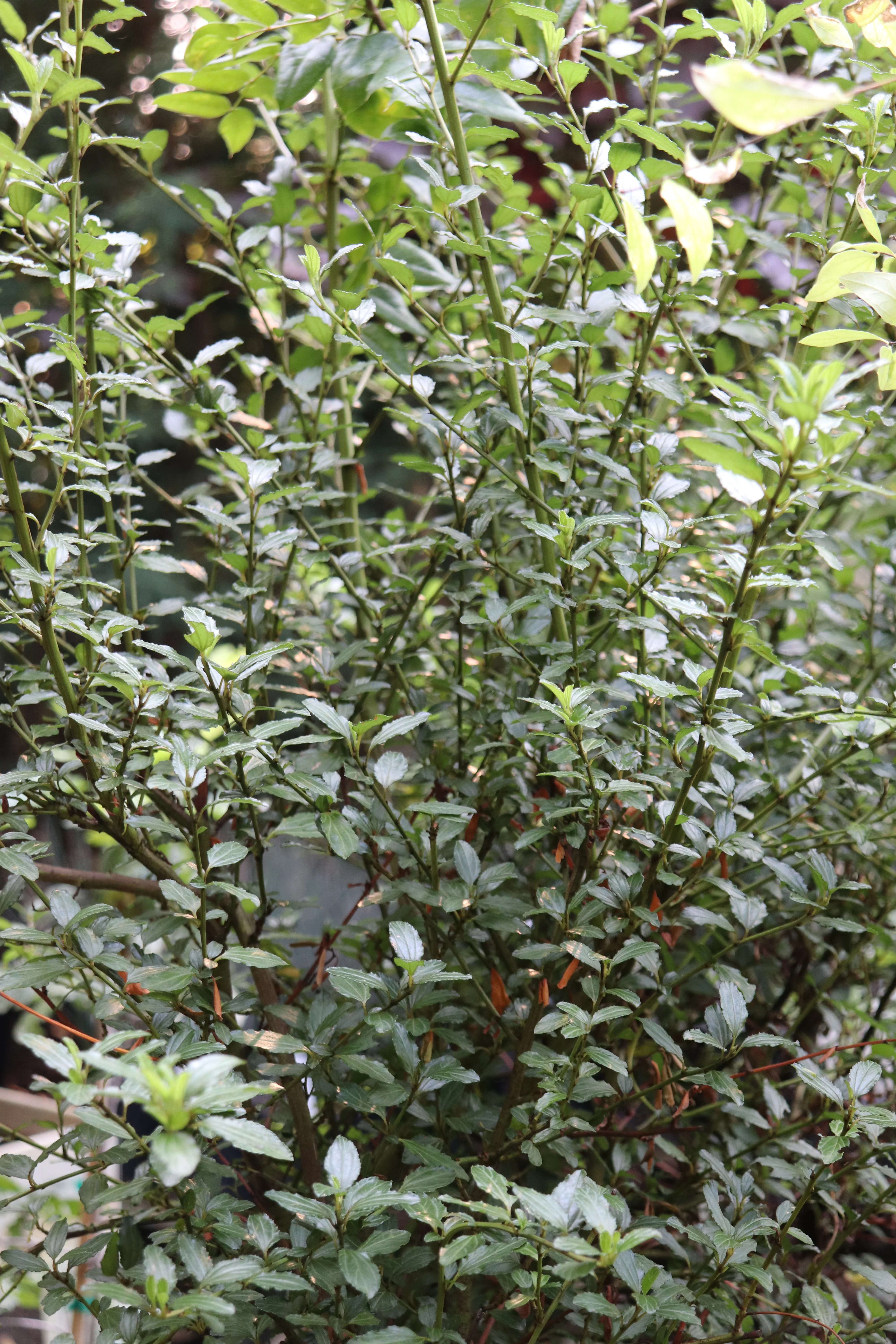 *RETAIL - Ceanothus thyrsiflorus - Image 2