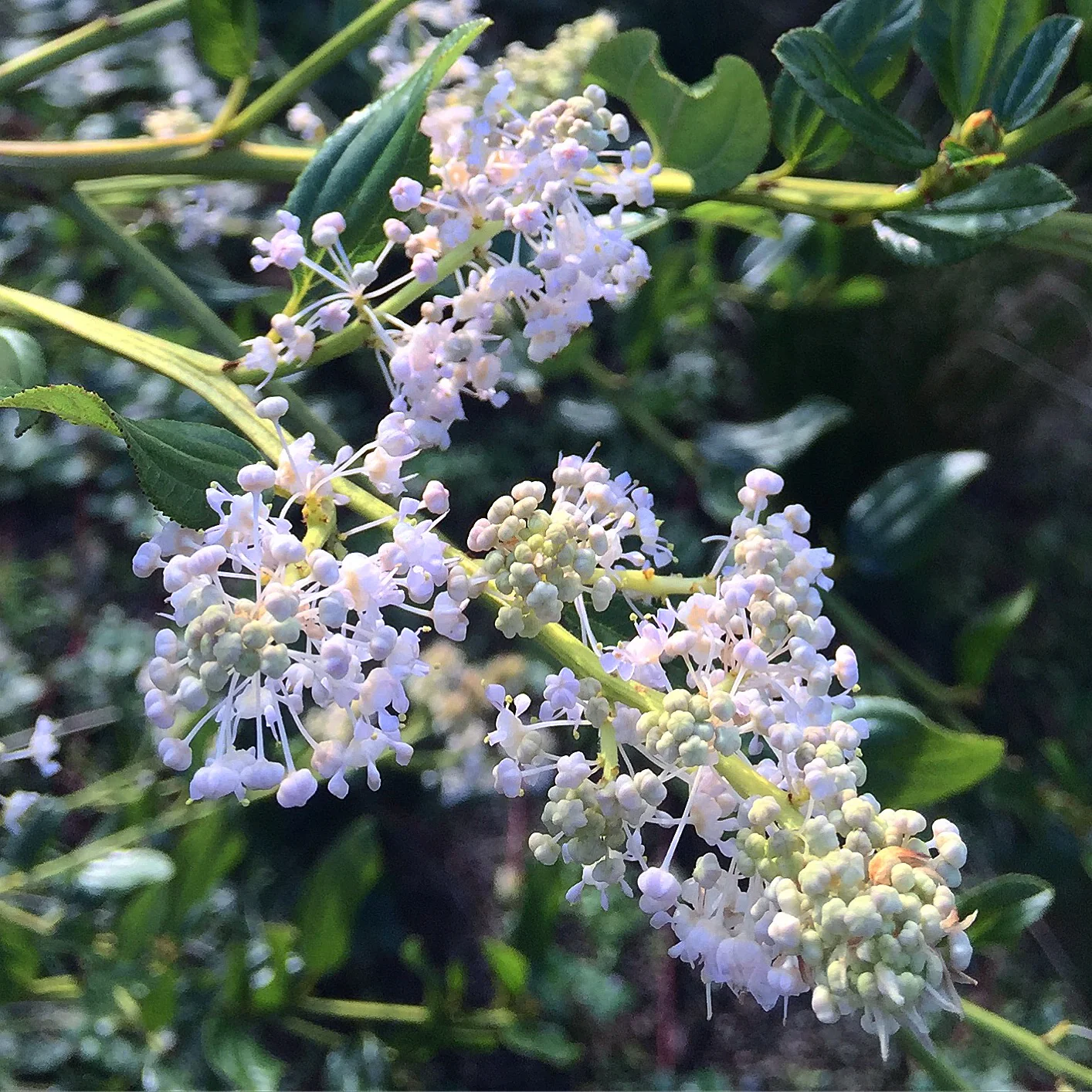 *RETAIL - Ceanothus x mendocinensis 'Chetco' - Image 2